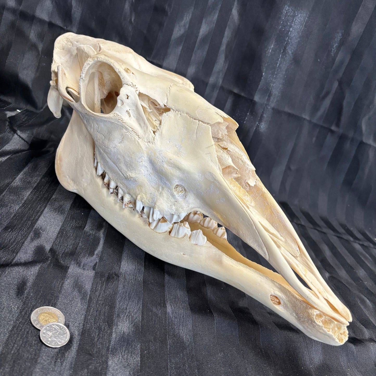 Moose skull - Female, missing incisors