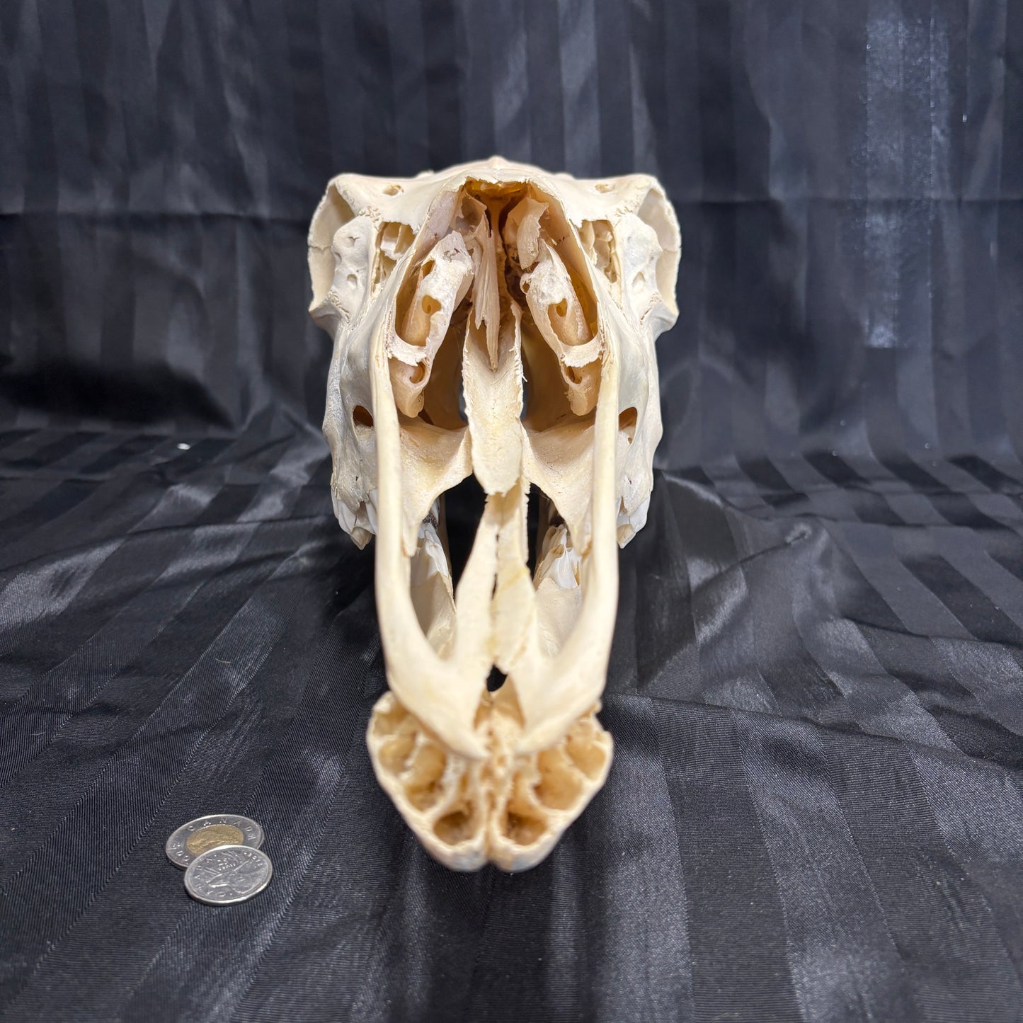 Moose skull - Female, missing incisors