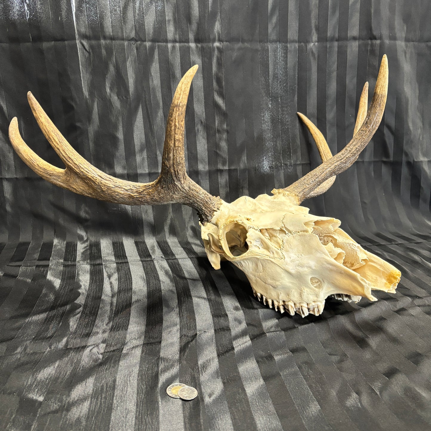 Moose skull - 6 points