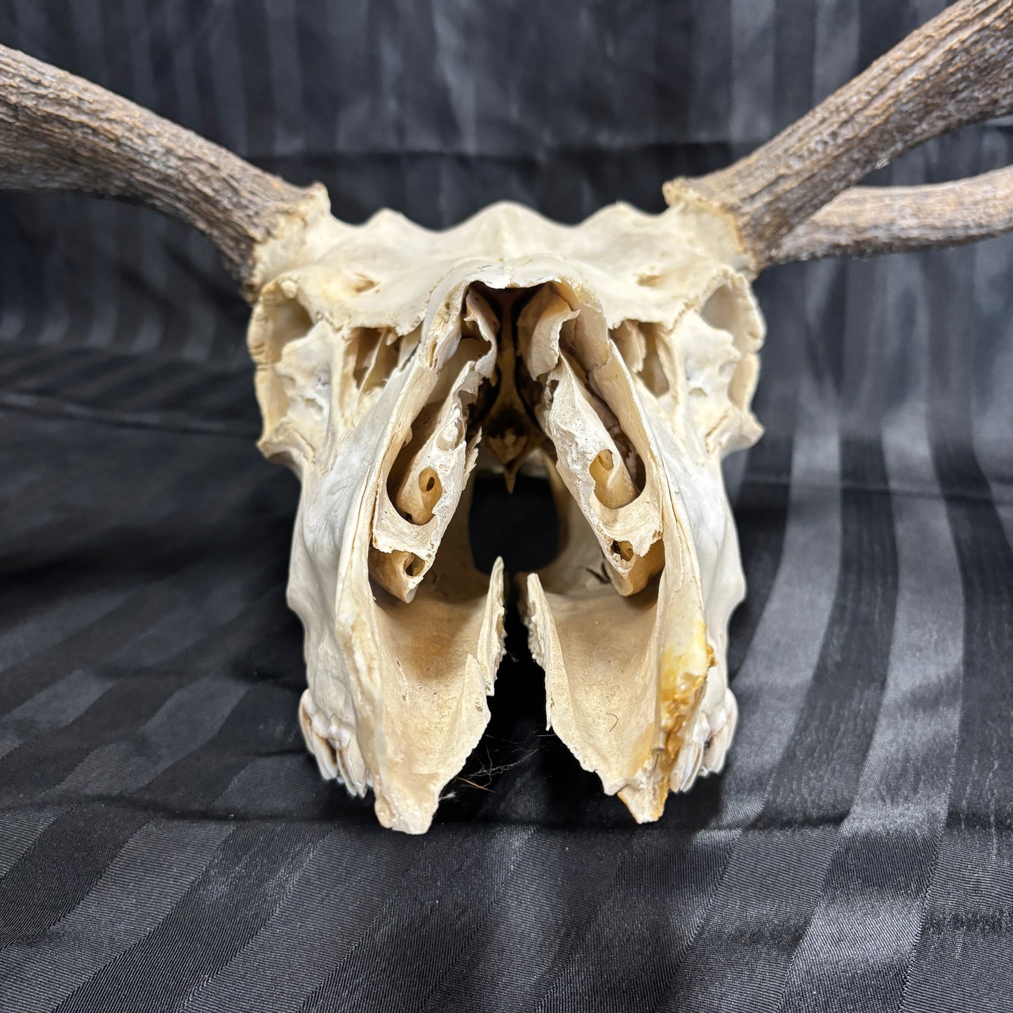 Moose skull - 6 points