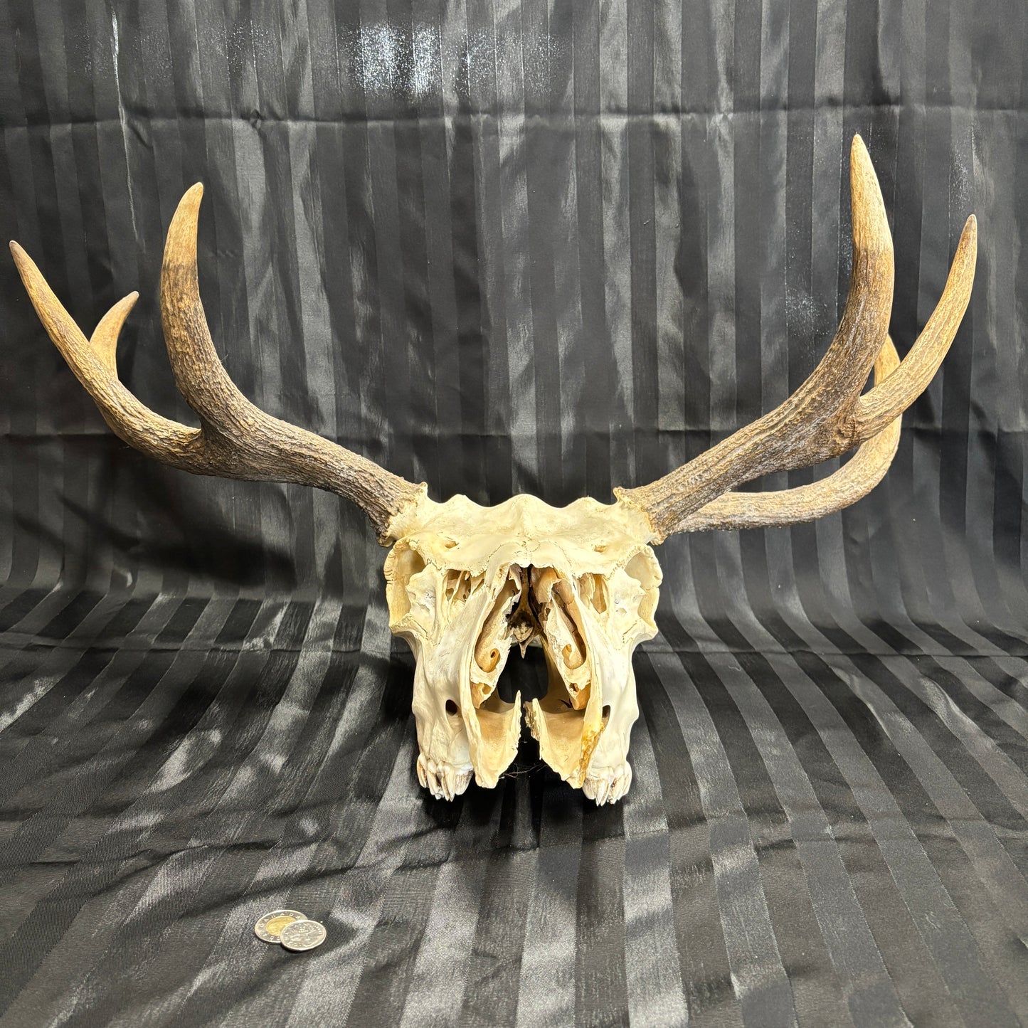 Moose skull - 6 points