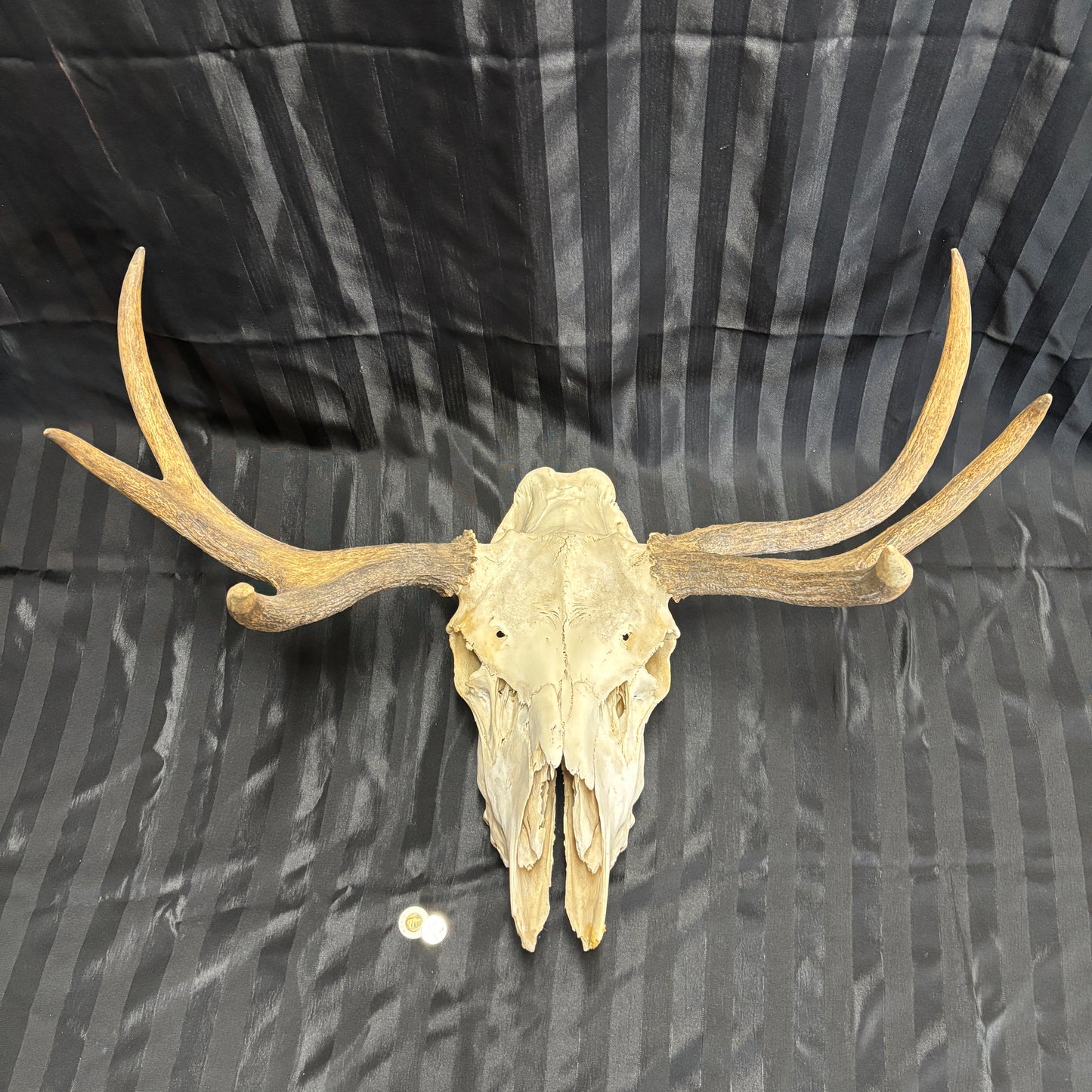 Moose skull - 6 points