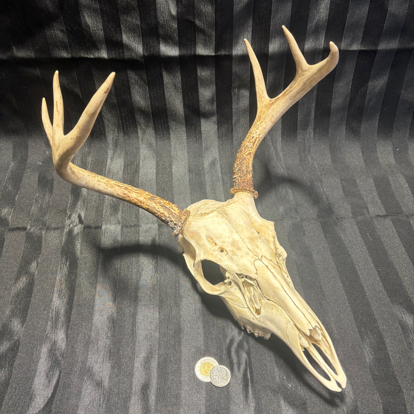 Deer Skulls - 5-6-7 Points