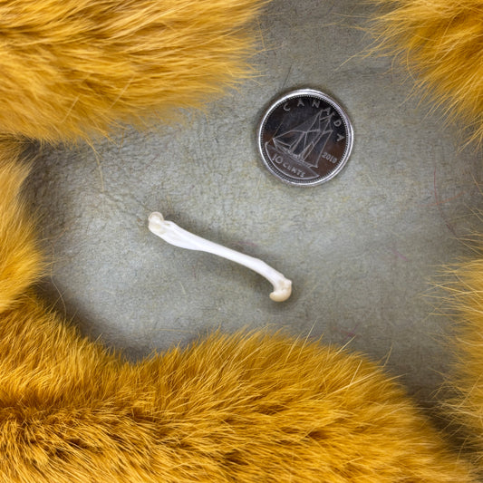Stoat Bones - Femur