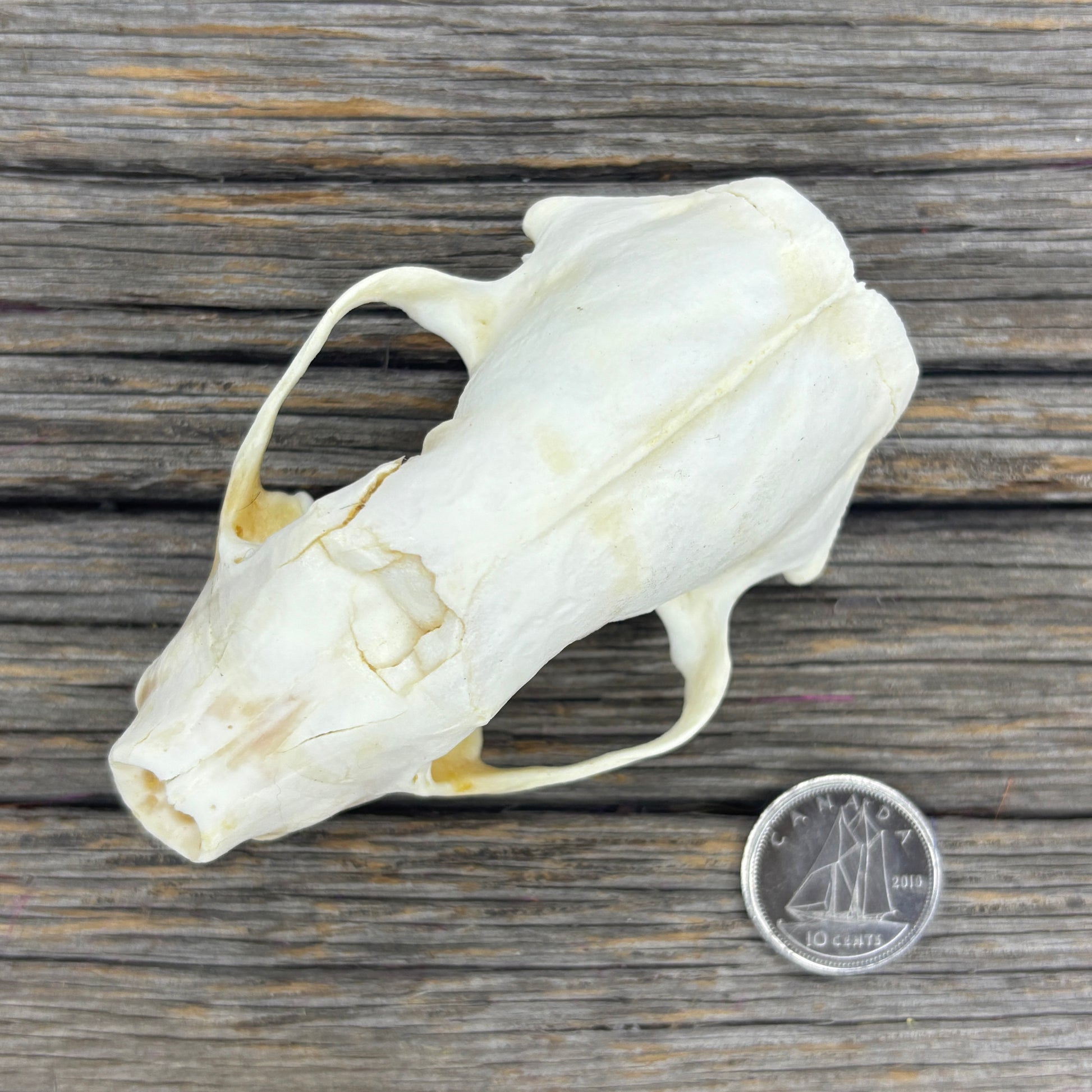 Skunk Skull - No lower jaw, damaged – Medieval Fur