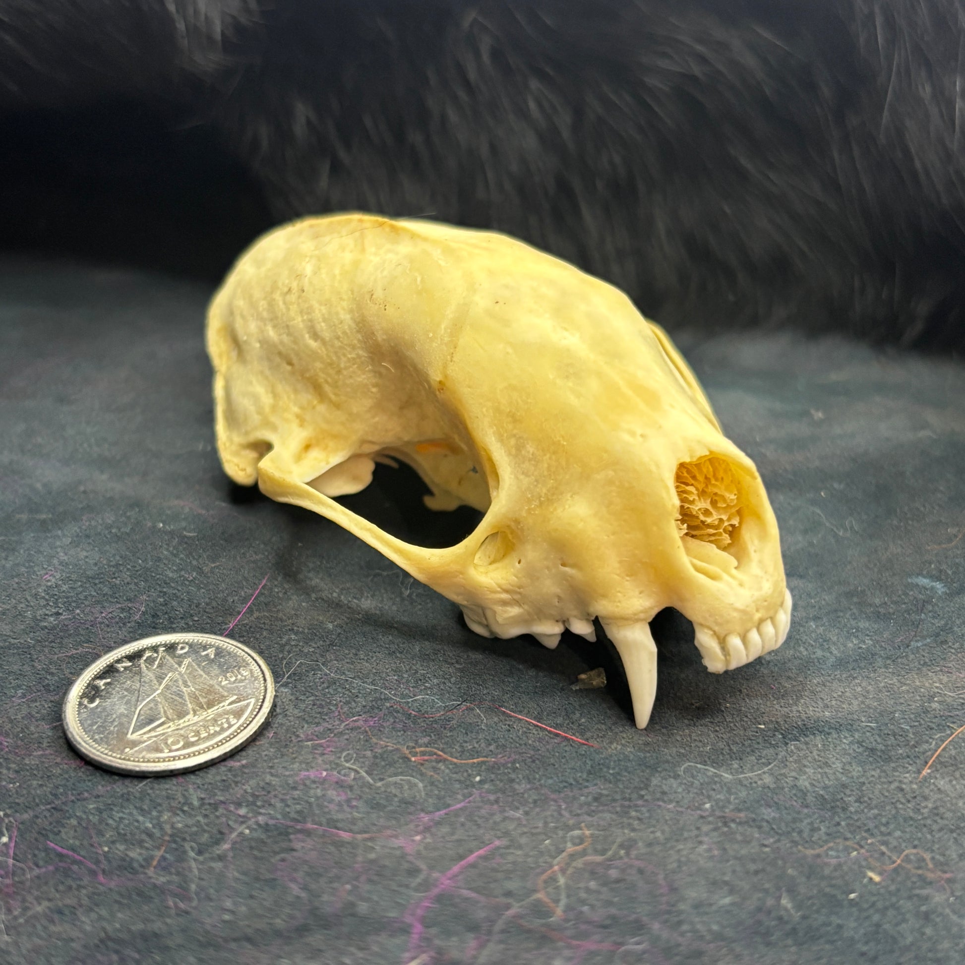 Skunk Skull - No lower jaw, with teeth – Medieval Fur