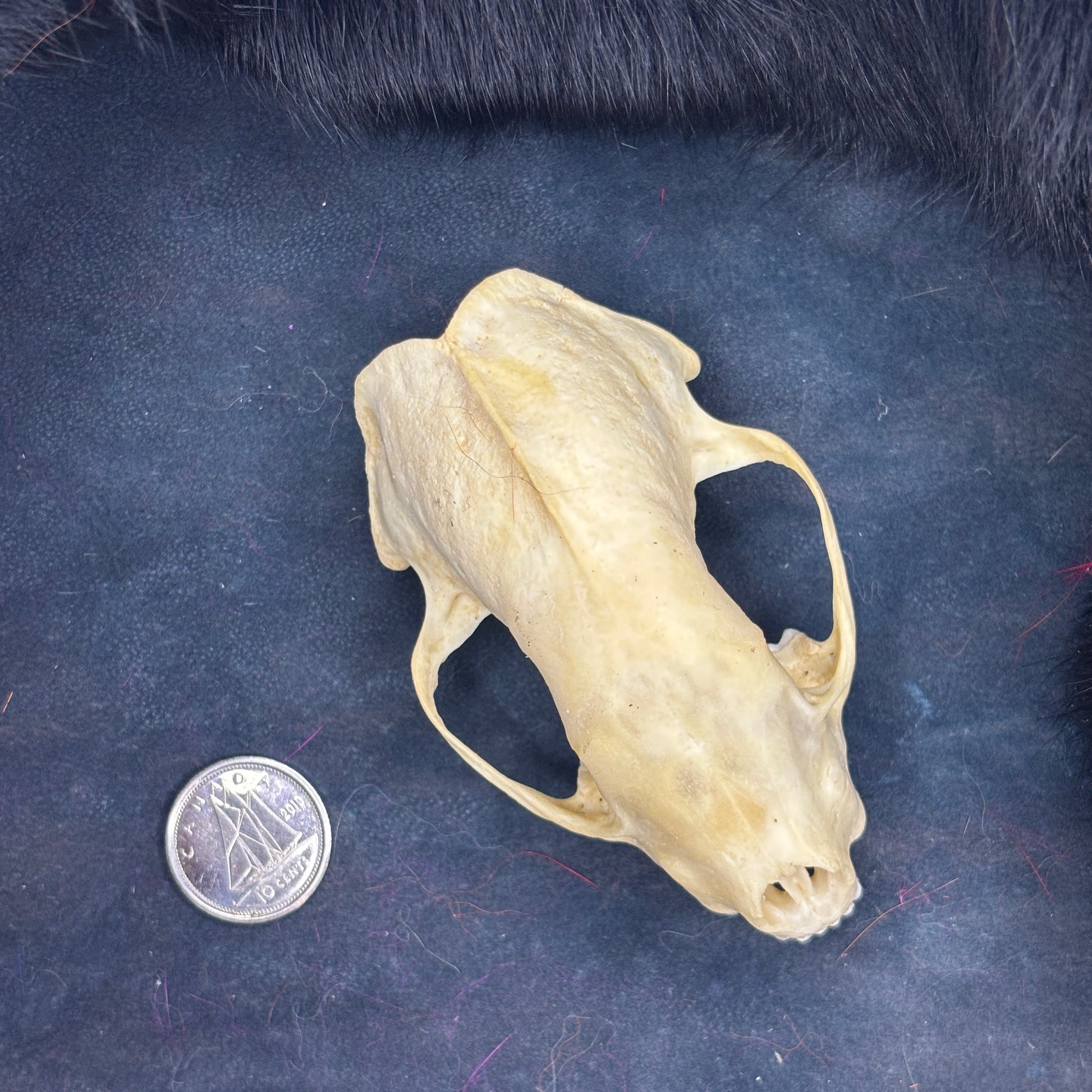 Skunk Skull - No lower jaw, with teeth – Medieval Fur