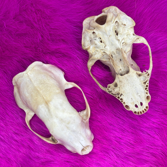 Skunk Skull - Craft grade