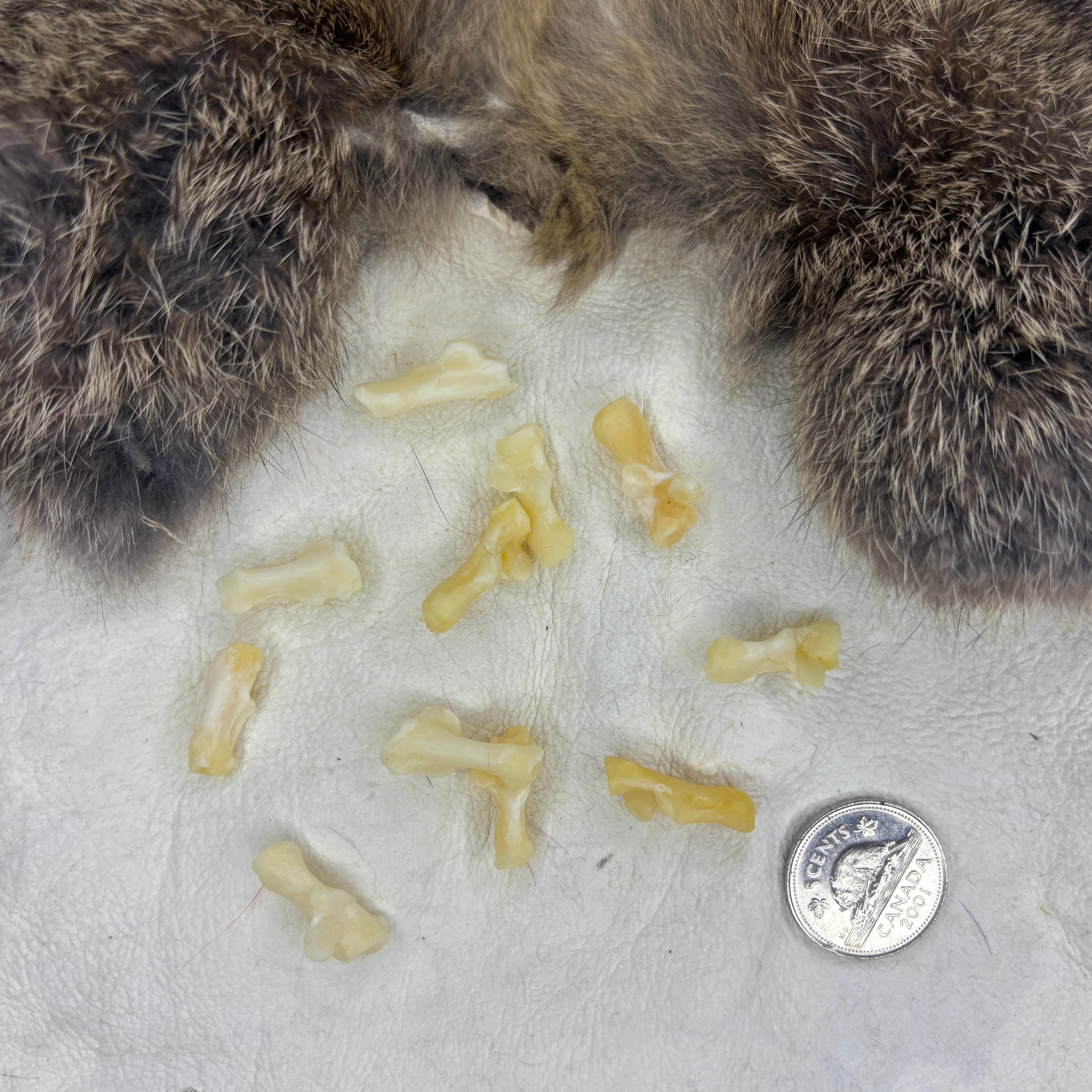 Skunk bones - Paw bones – Medieval Fur