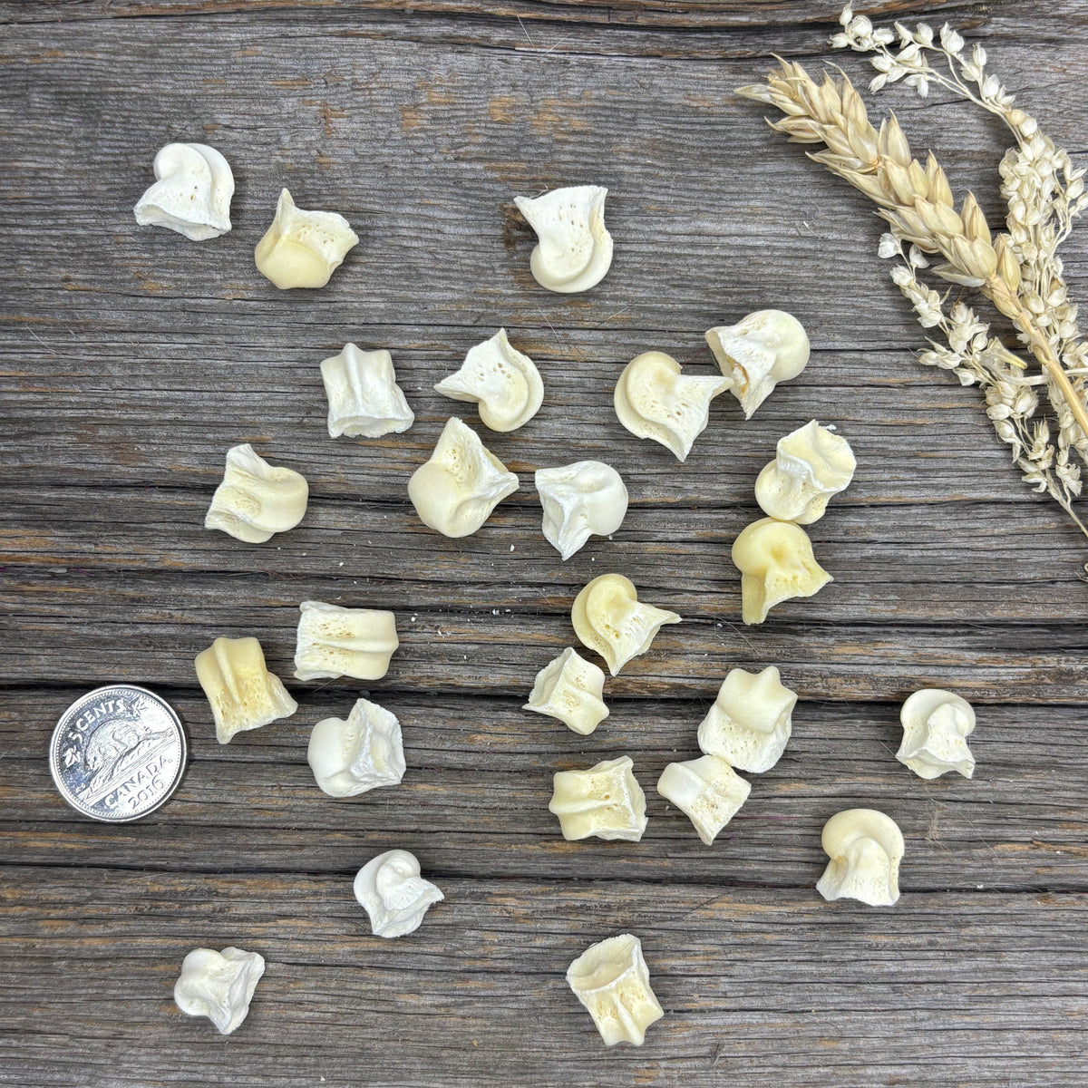Wolf Bone - Metatarsal condyles – Medieval Fur