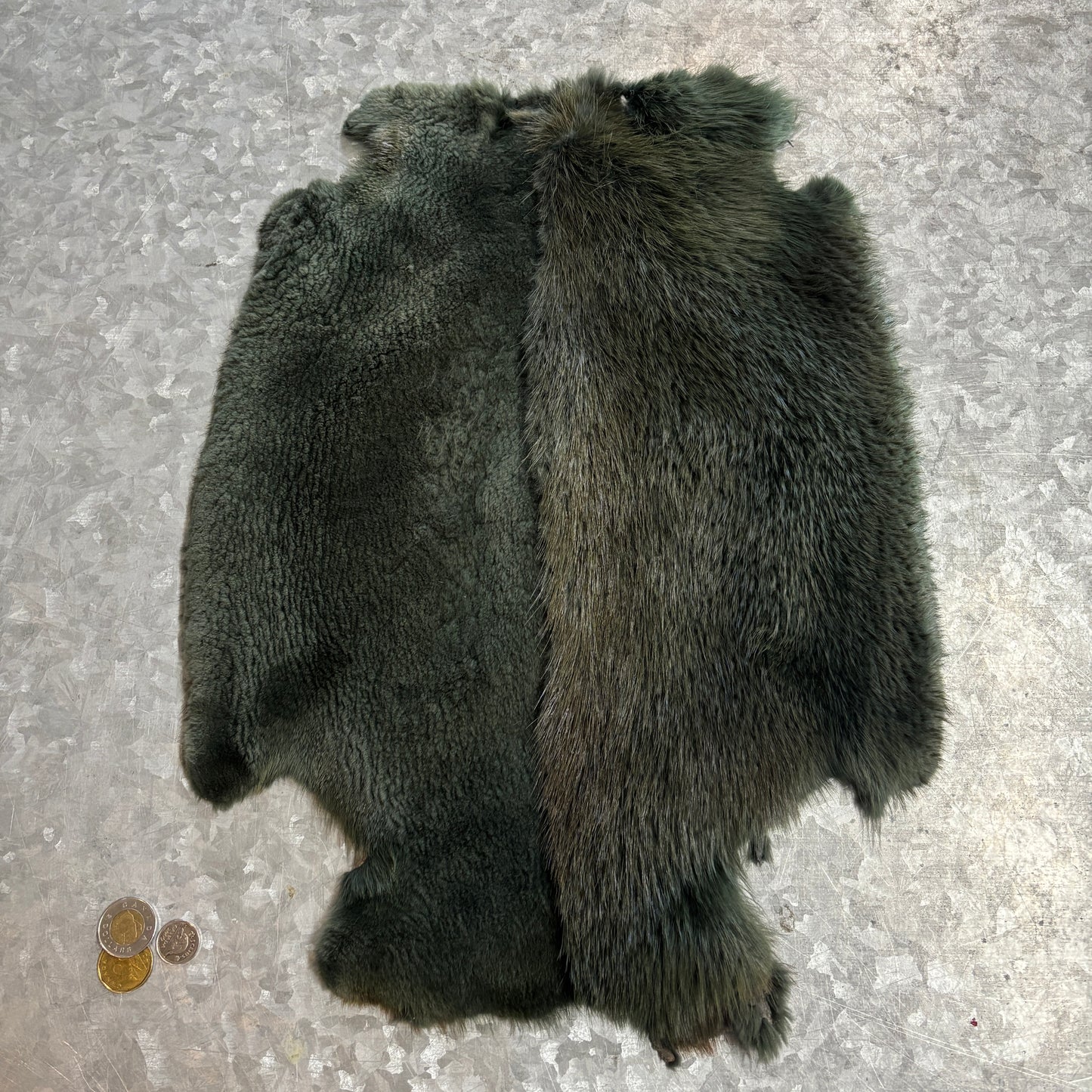 Colored and half-shaven beaver pelts