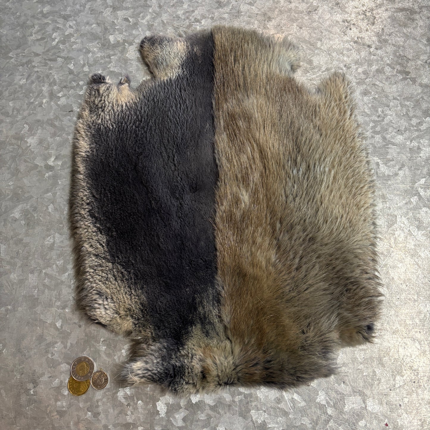 Colored and half-shaven beaver pelts