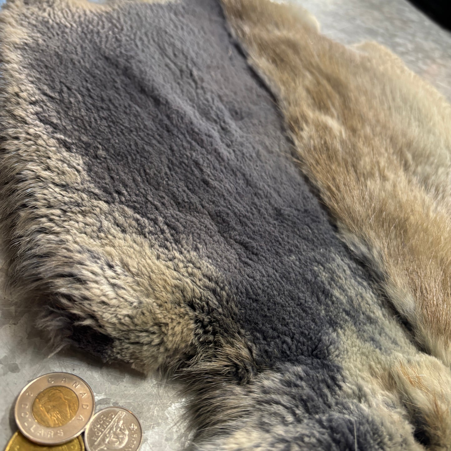 Colored and half-shaven beaver pelts