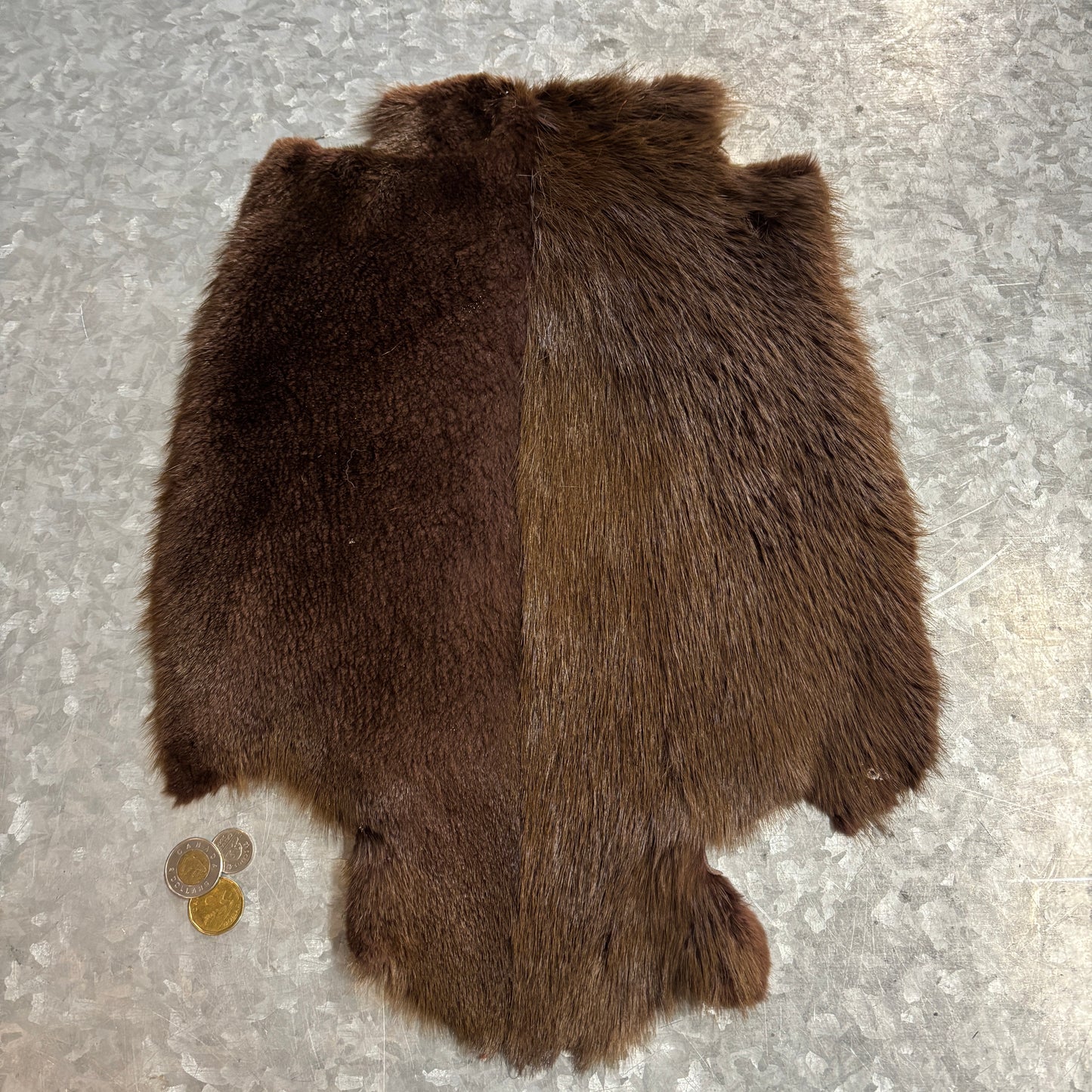 Colored and half-shaven beaver pelts