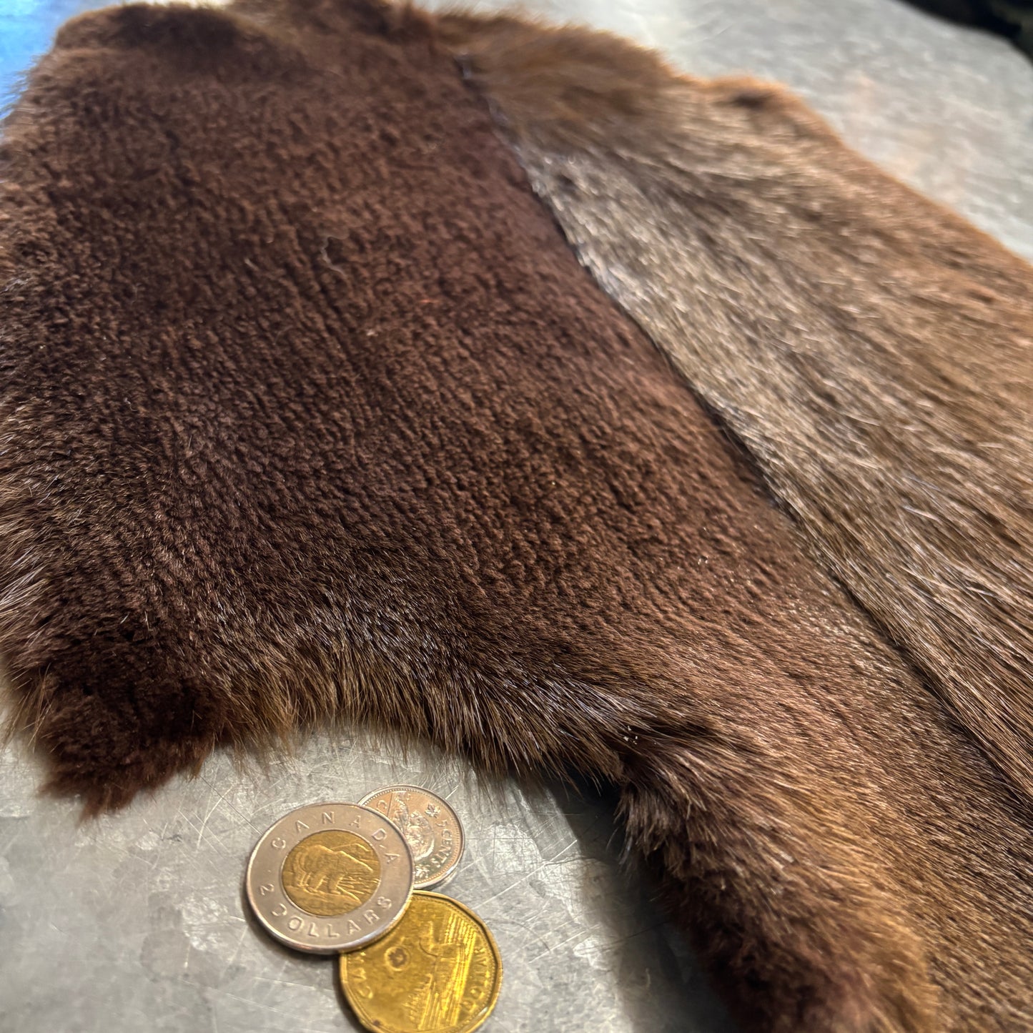 Colored and half-shaven beaver pelts
