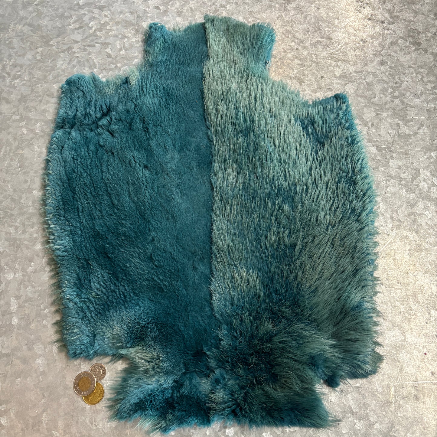 Colored and half-shaven beaver pelts