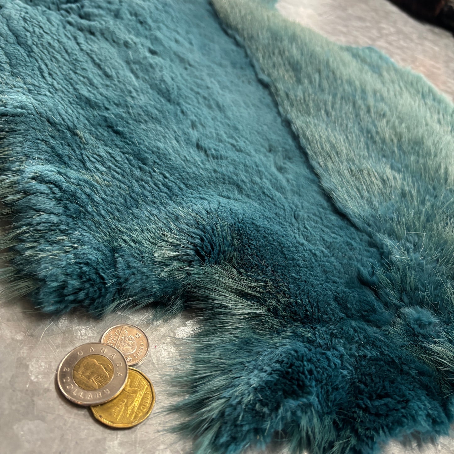 Colored and half-shaven beaver pelts