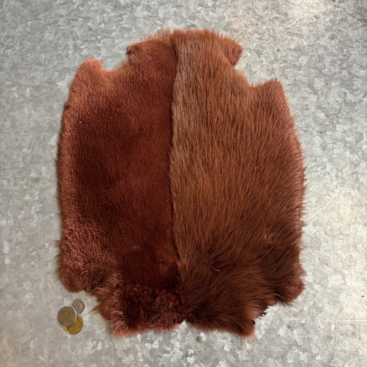 Colored and half-shaven beaver pelts