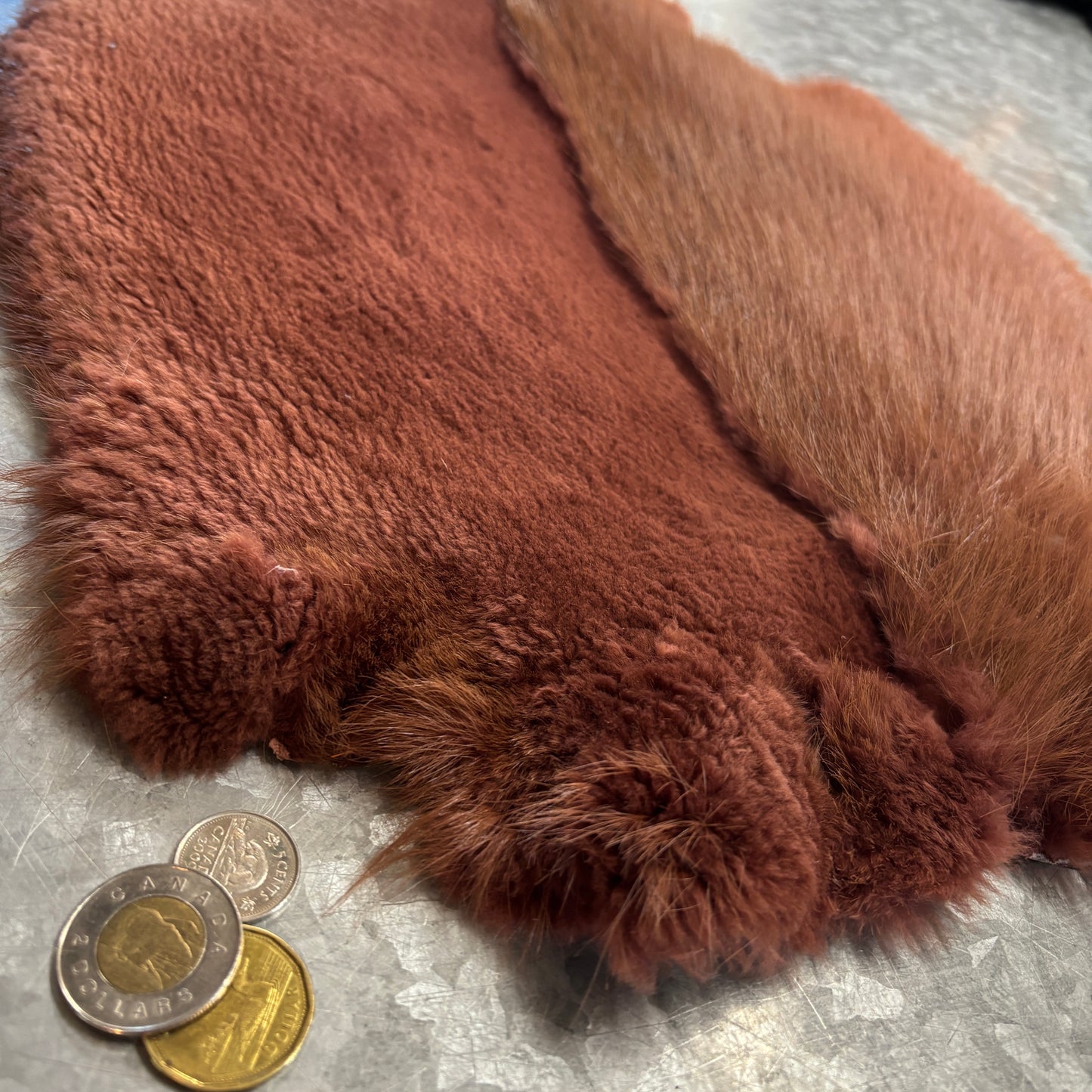Colored and half-shaven beaver pelts