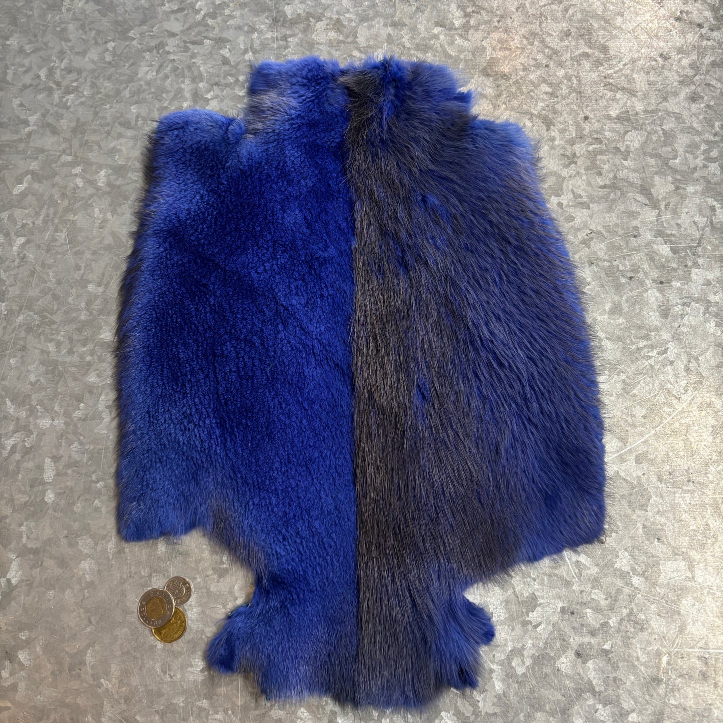 Colored and half-shaven beaver pelts