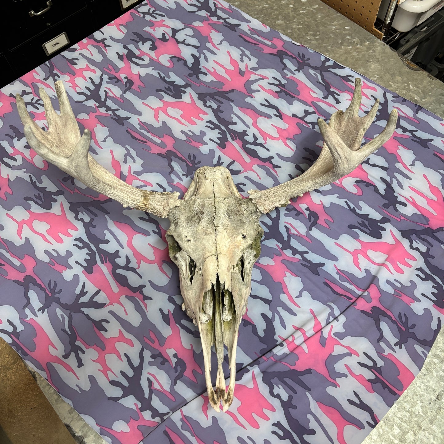 Moose skull - no lower jaw