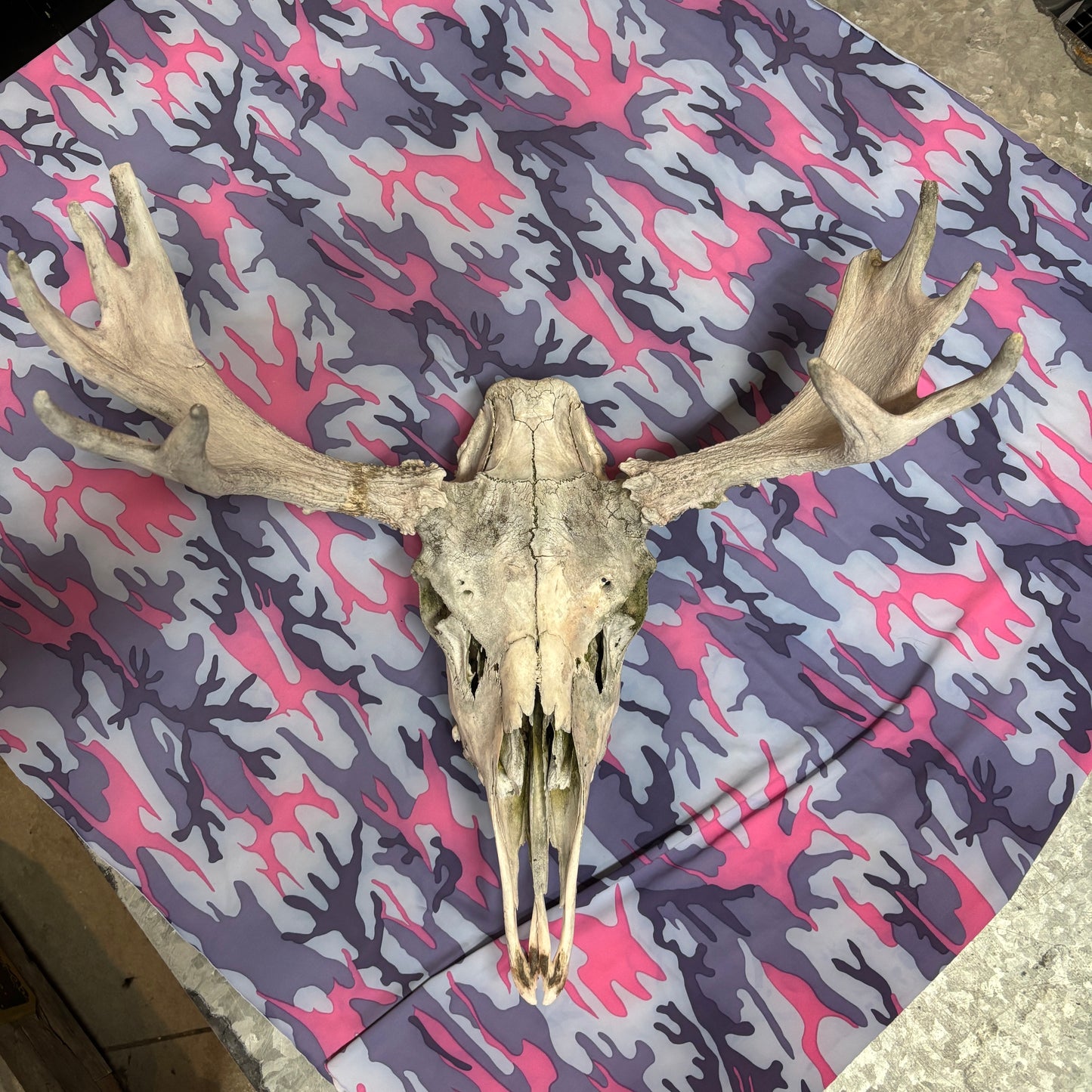 Moose skull - no lower jaw