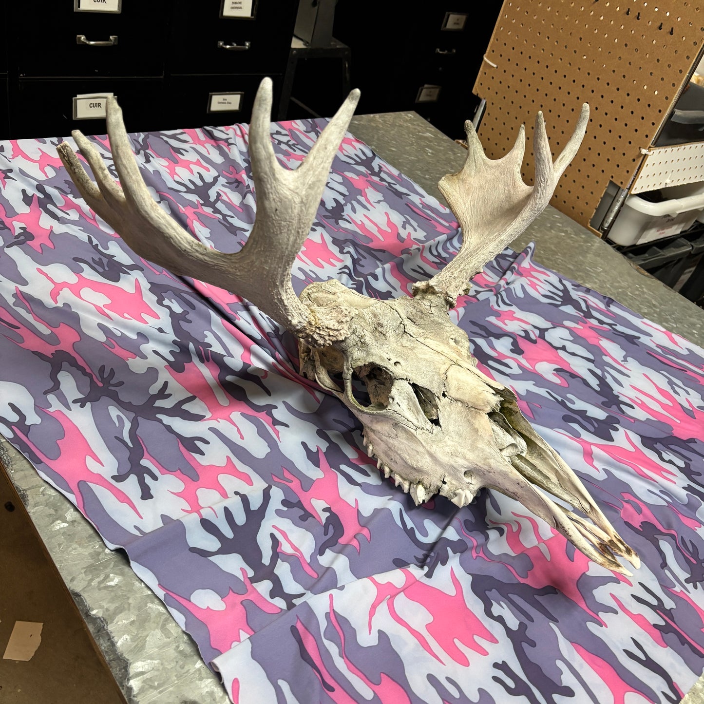 Moose skull - no lower jaw