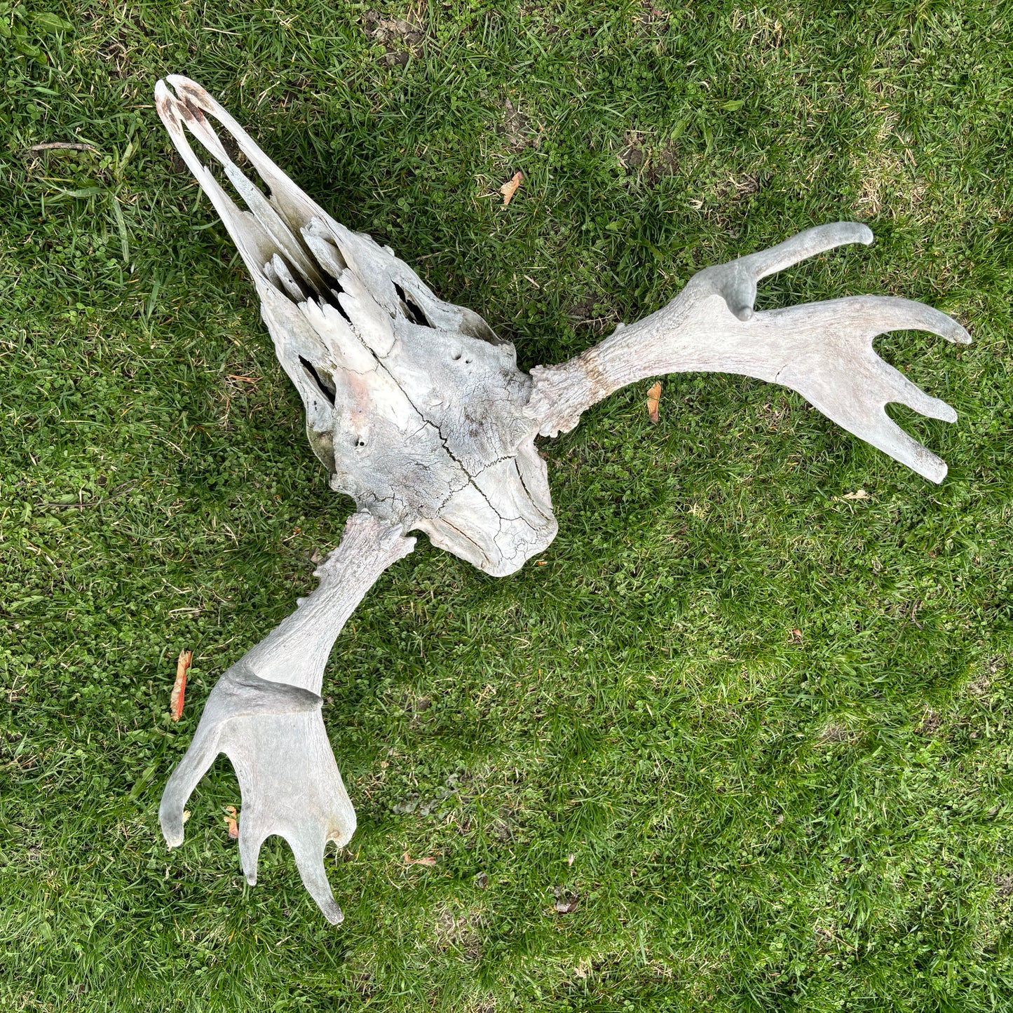 Moose skull - no lower jaw