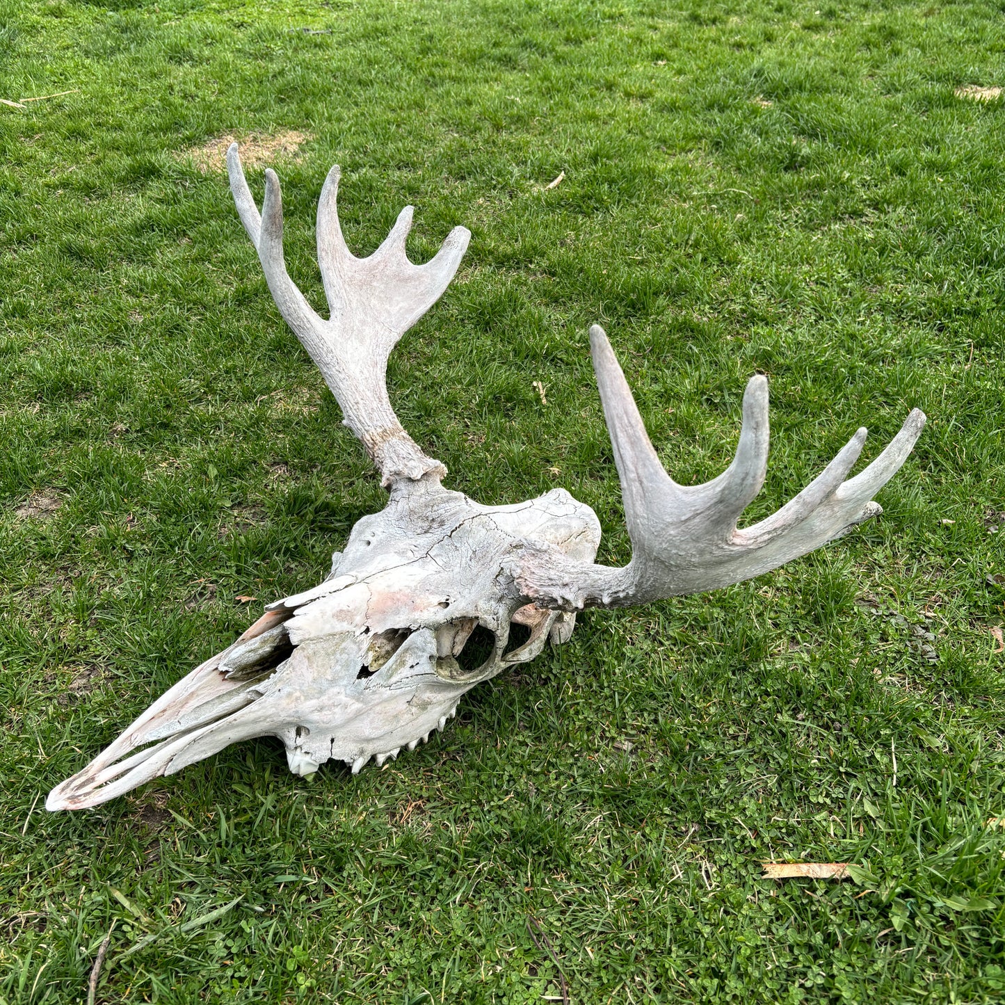 Moose skull - no lower jaw