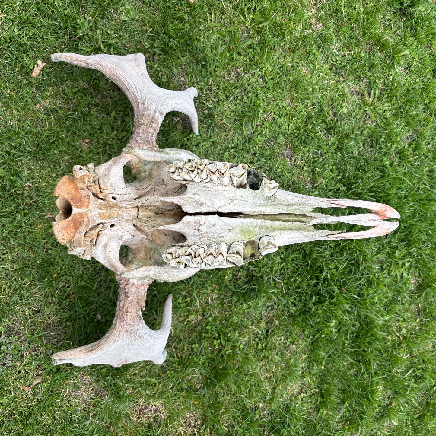 Moose skull - no lower jaw