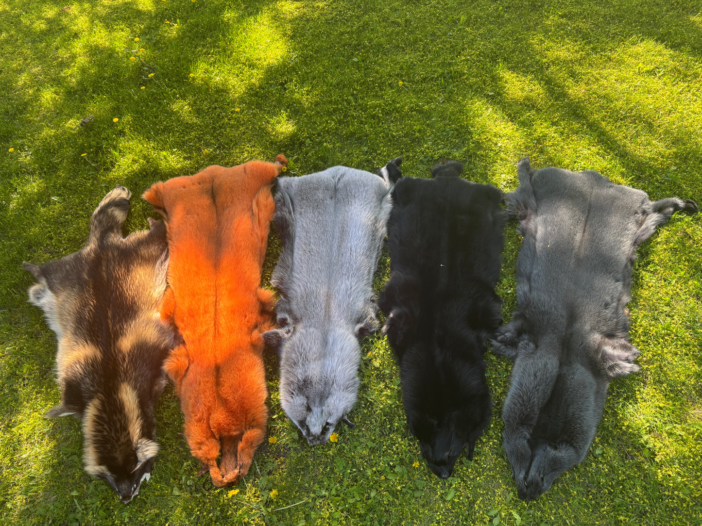 Finn Raccoon Colored Pelts