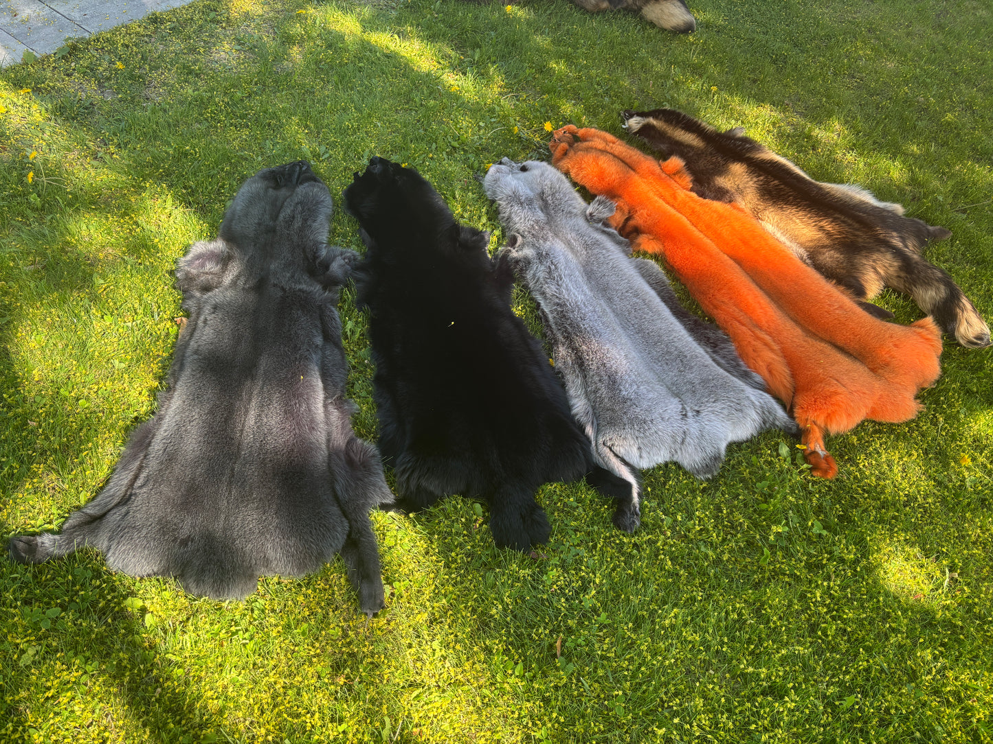 Finn Raccoon Colored Pelts