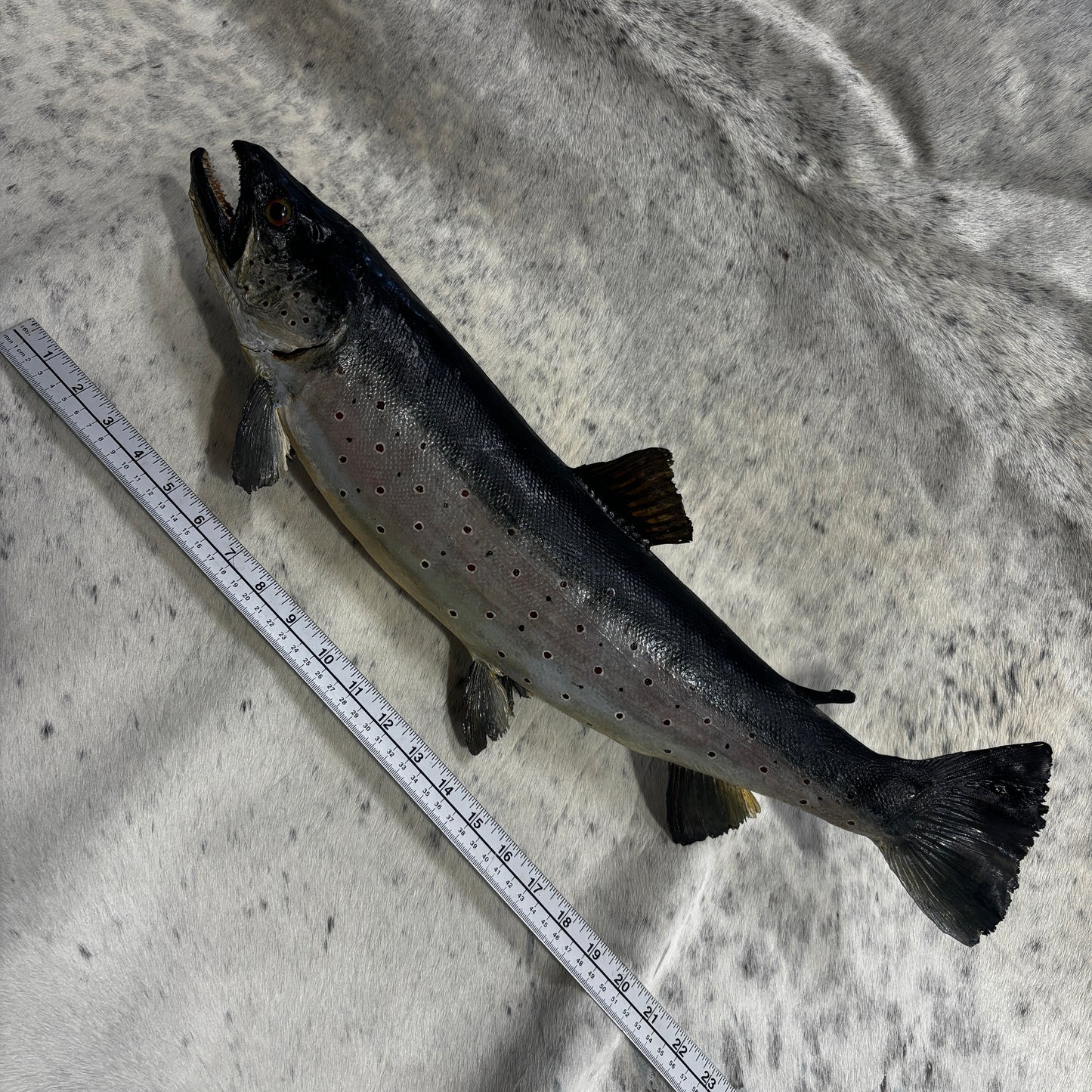 Trout Taxidermy Wall Mount