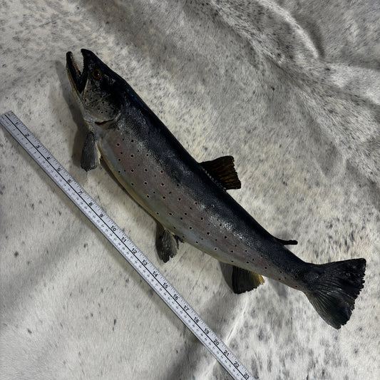 Trout Taxidermy Wall Mount