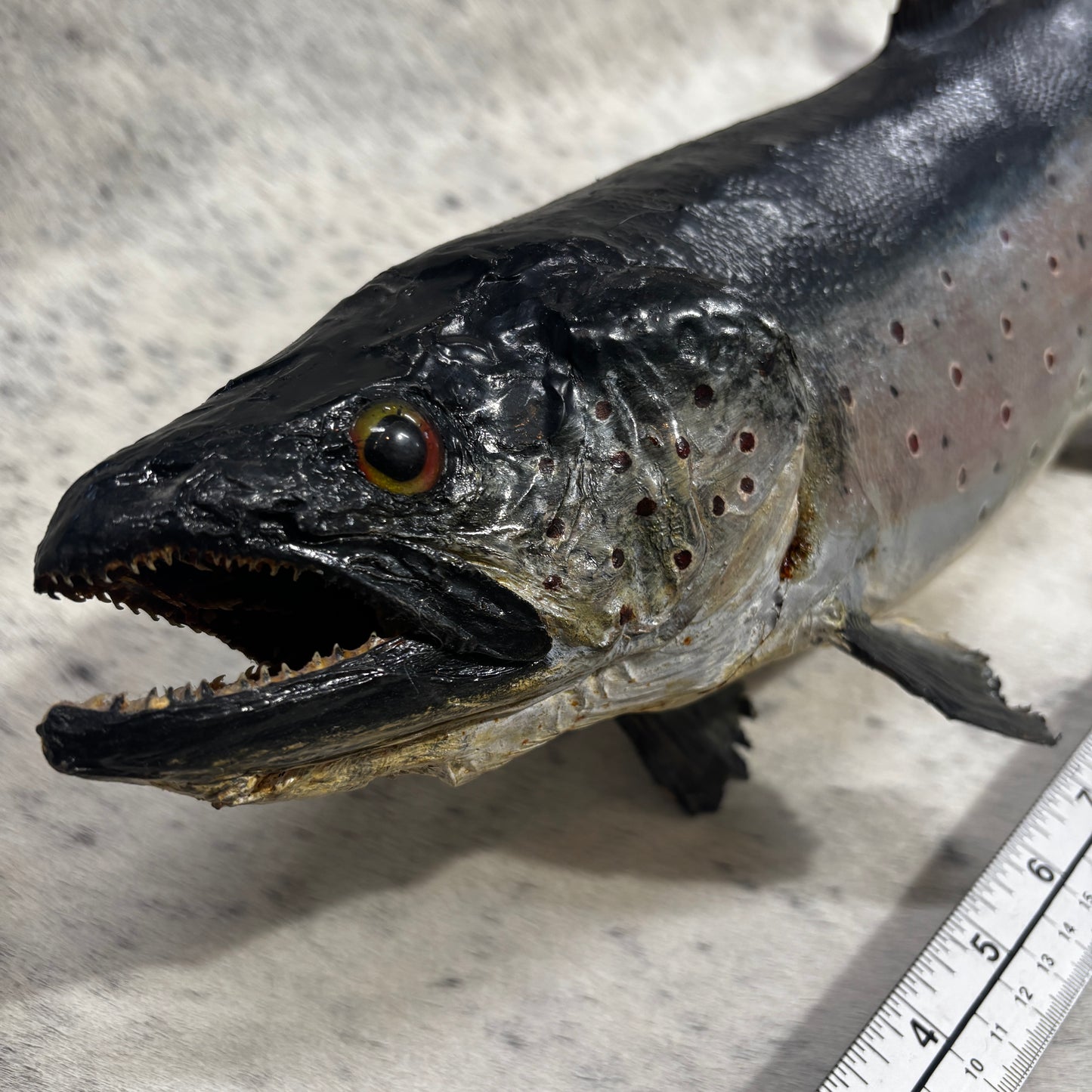 Trout Taxidermy Wall Mount