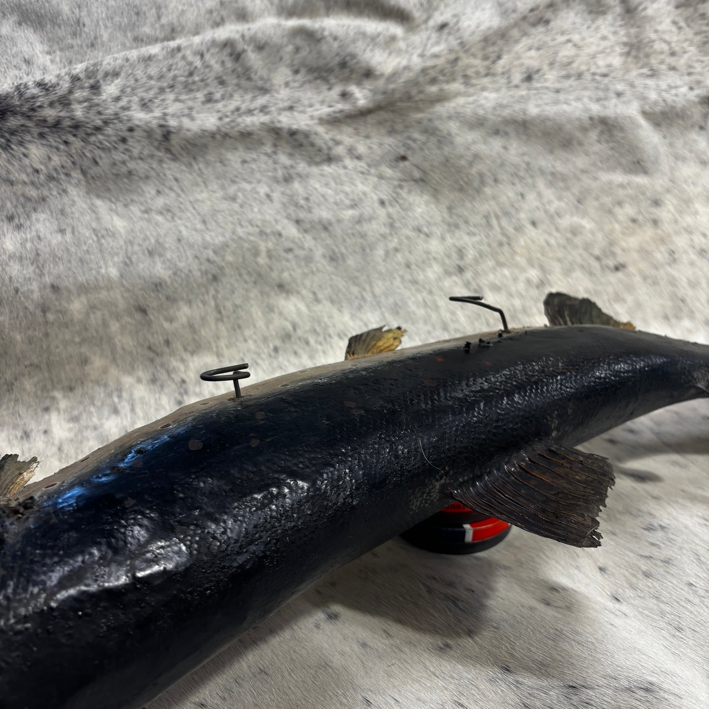 Trout Taxidermy Wall Mount