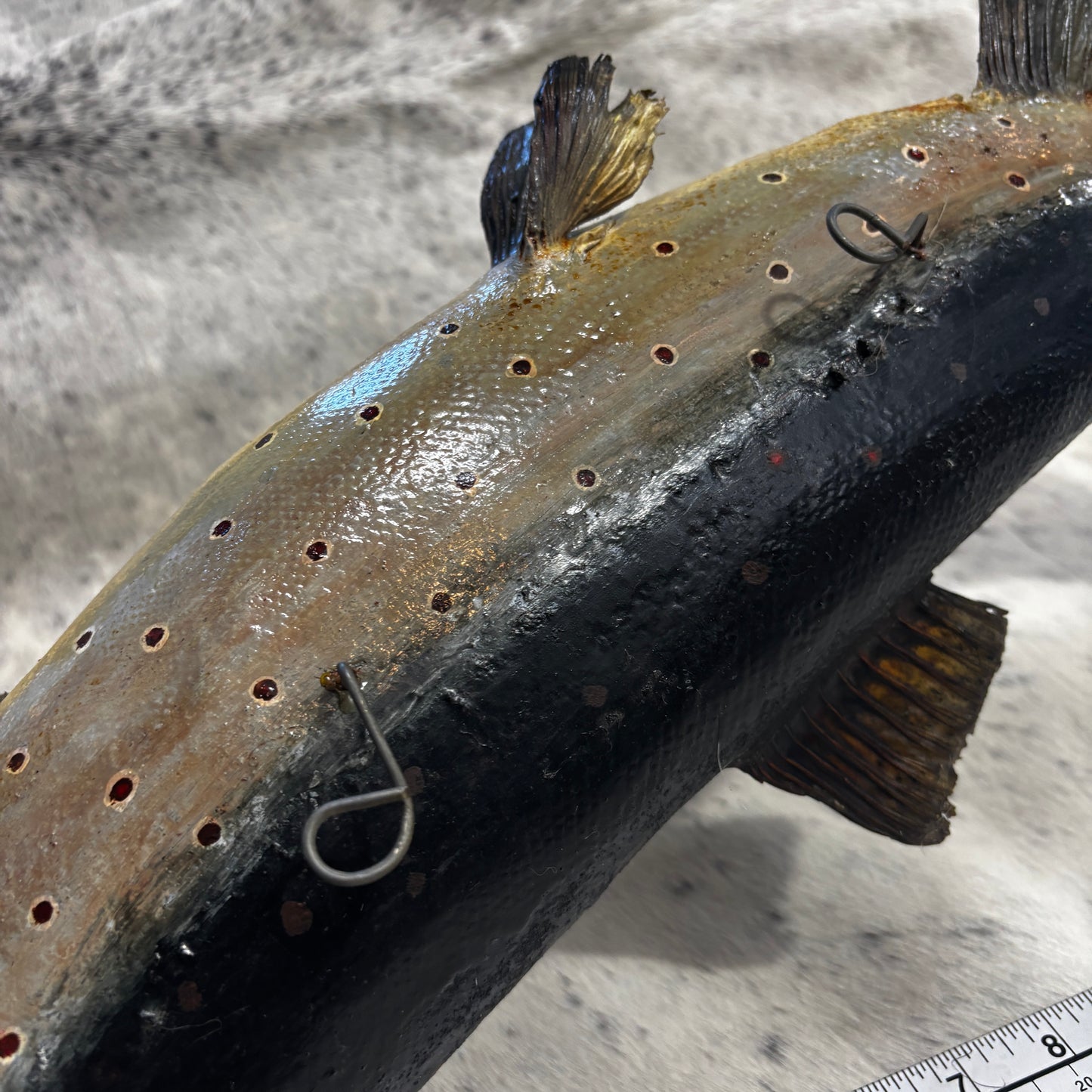 Trout Taxidermy Wall Mount