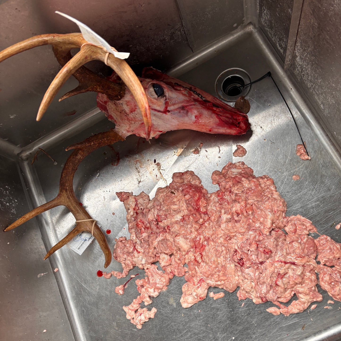 Deer brain matter - fresh