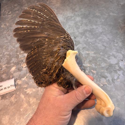 Ruffed Grouse Wing Fan