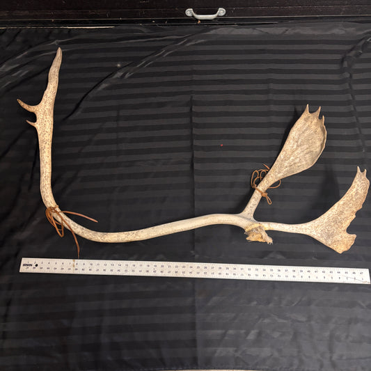 Caribou Antlers no velvet