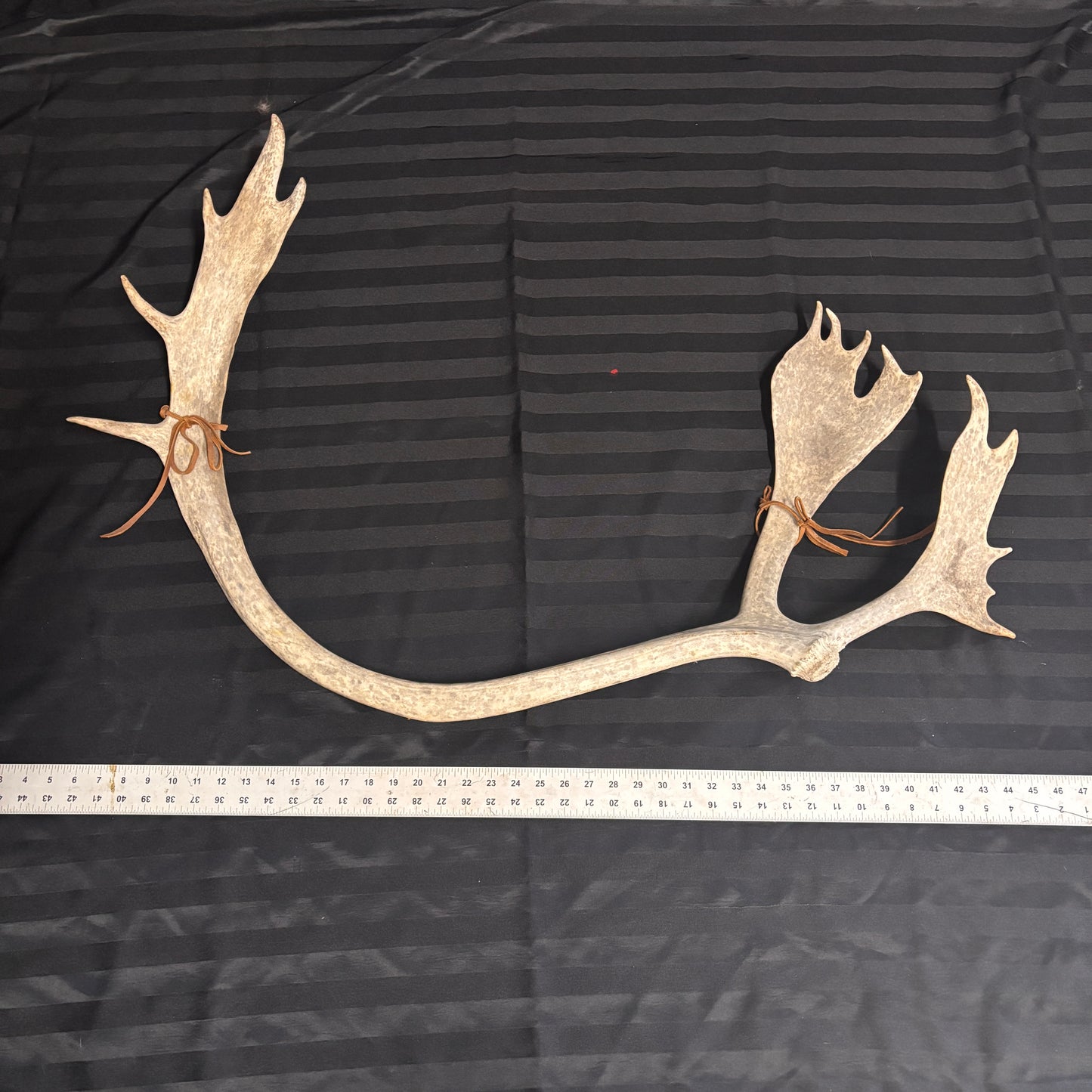 Caribou Antlers no velvet