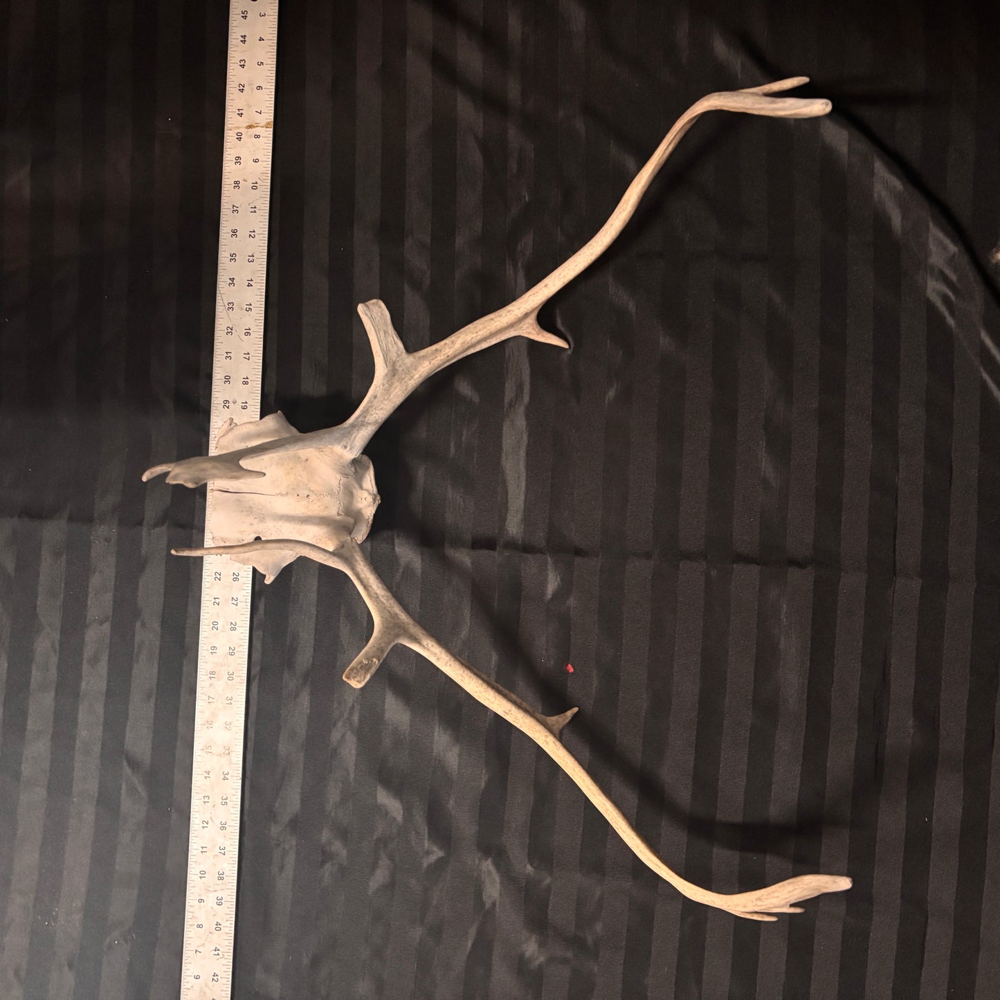 Caribou Antlers no velvet