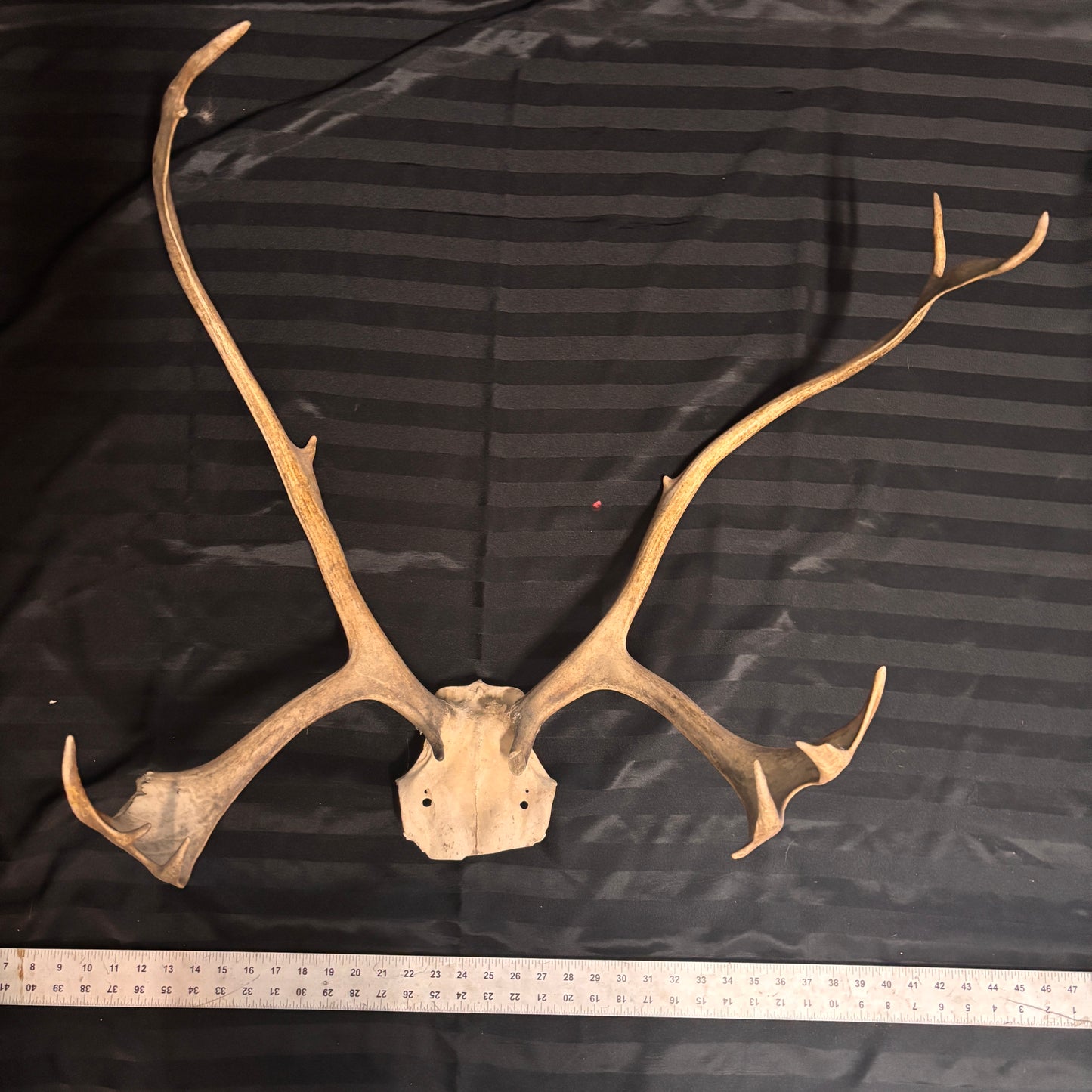 Caribou Antlers no velvet