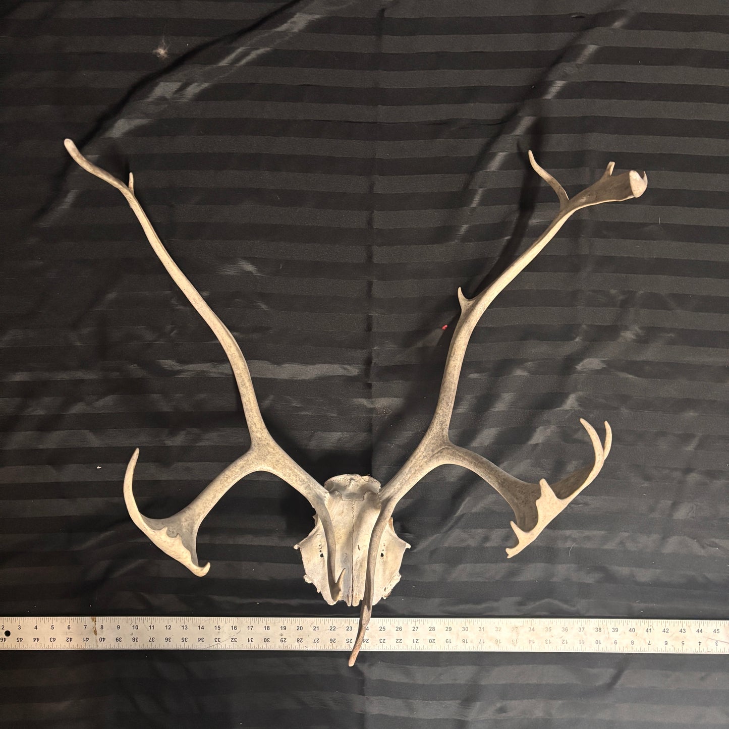 Caribou Antlers no velvet
