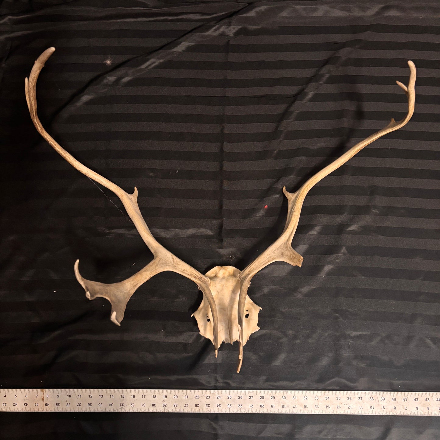 Caribou Antlers no velvet
