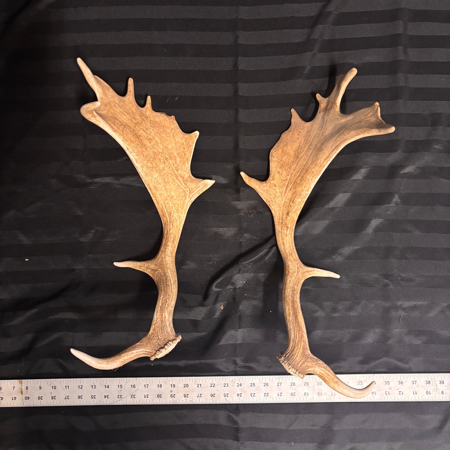 Caribou Antlers no velvet