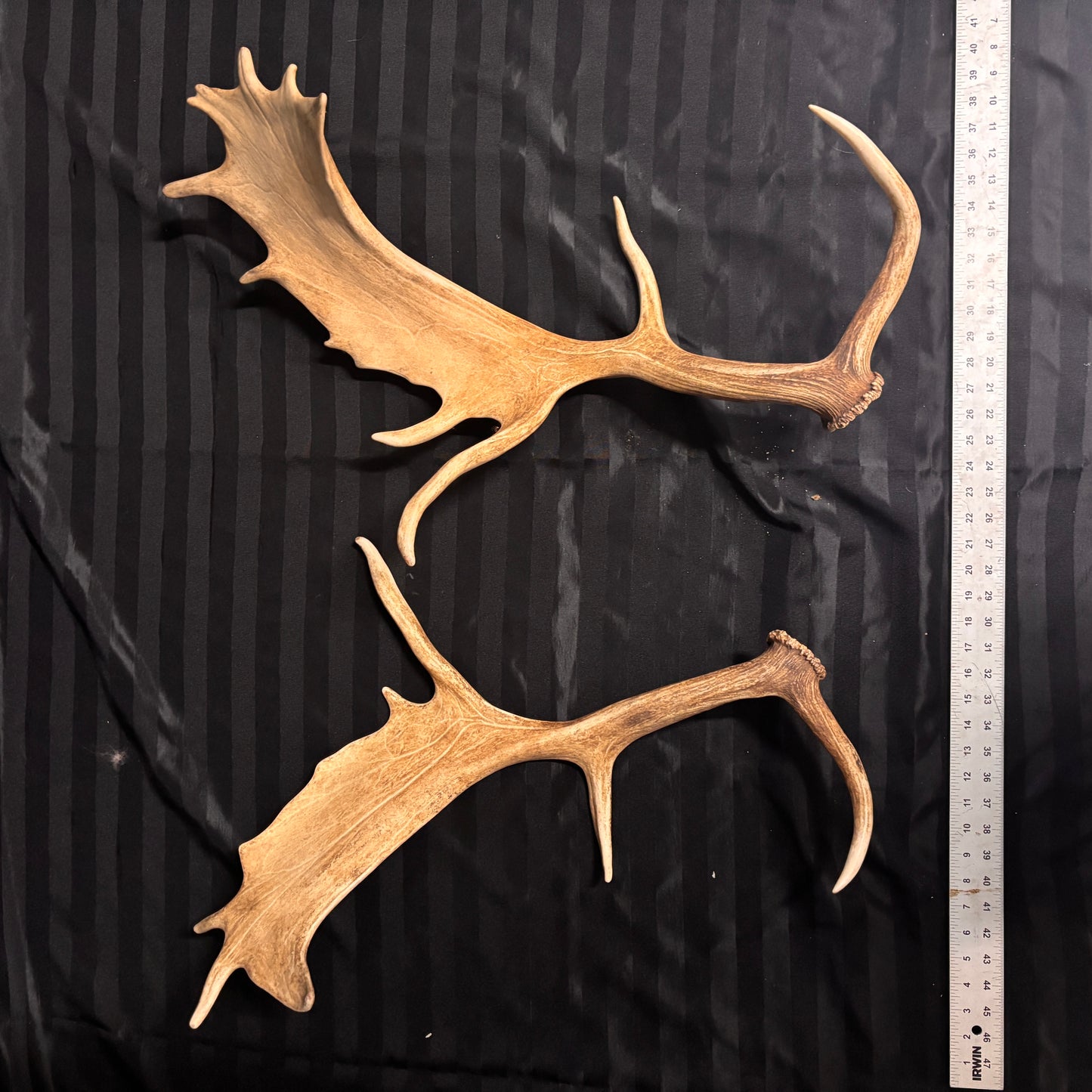 Caribou Antlers no velvet