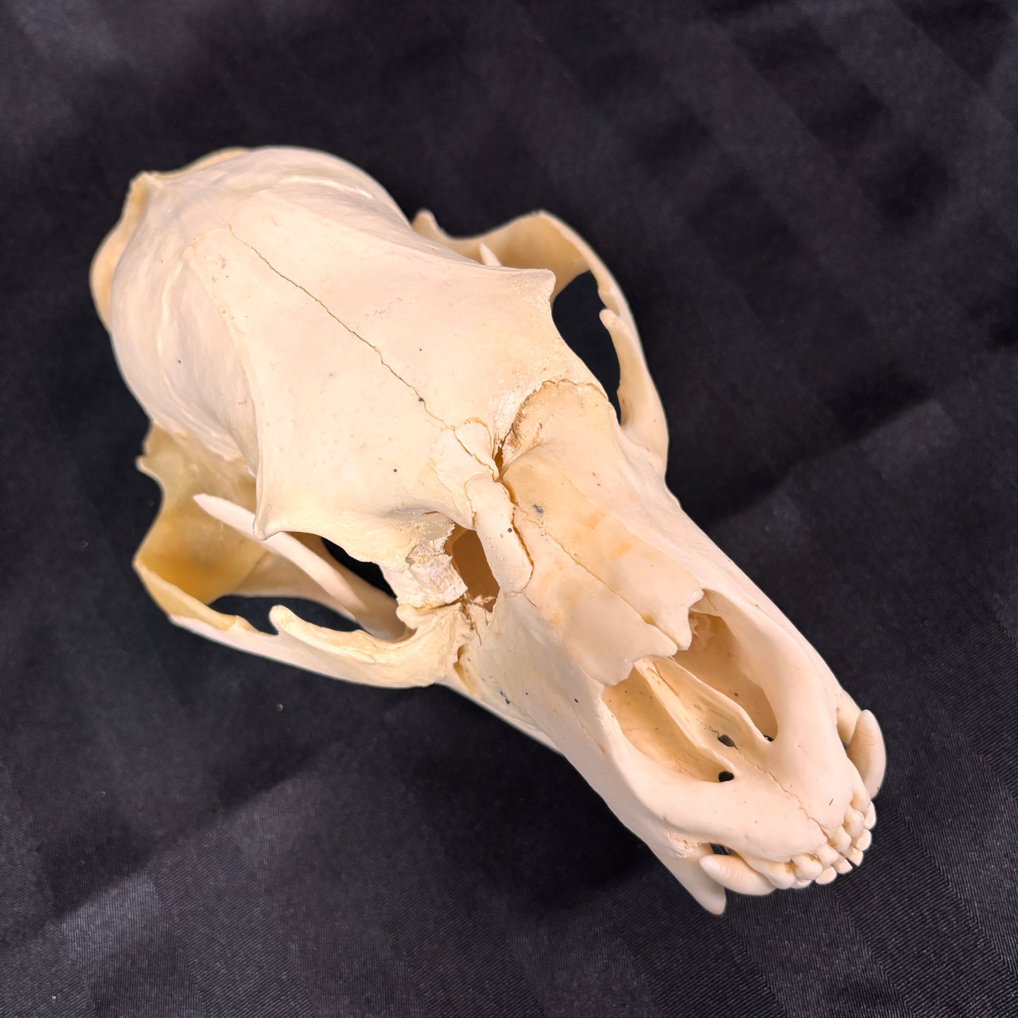 Black Bear Skull - Shot damage
