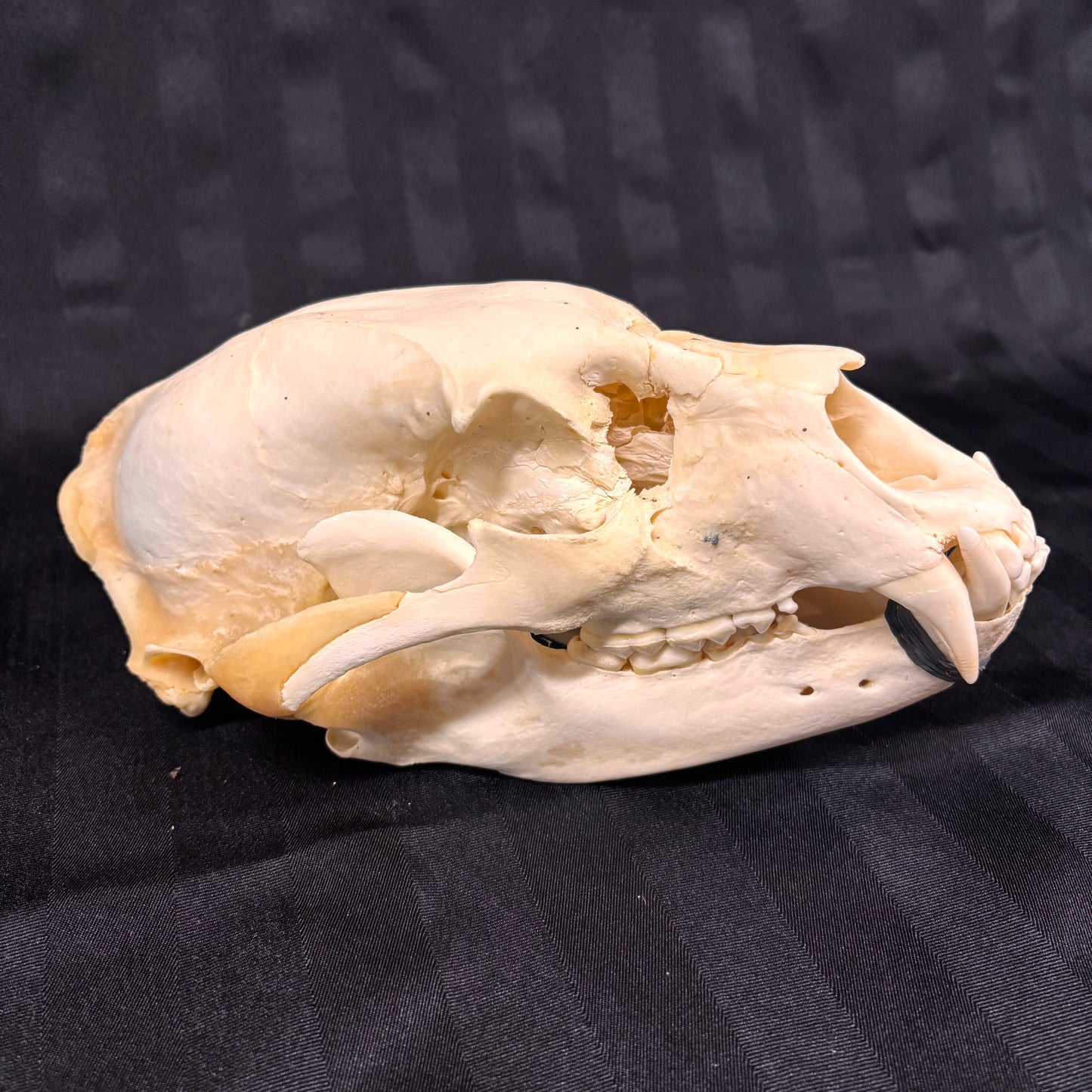 Black Bear Skull - Shot damage