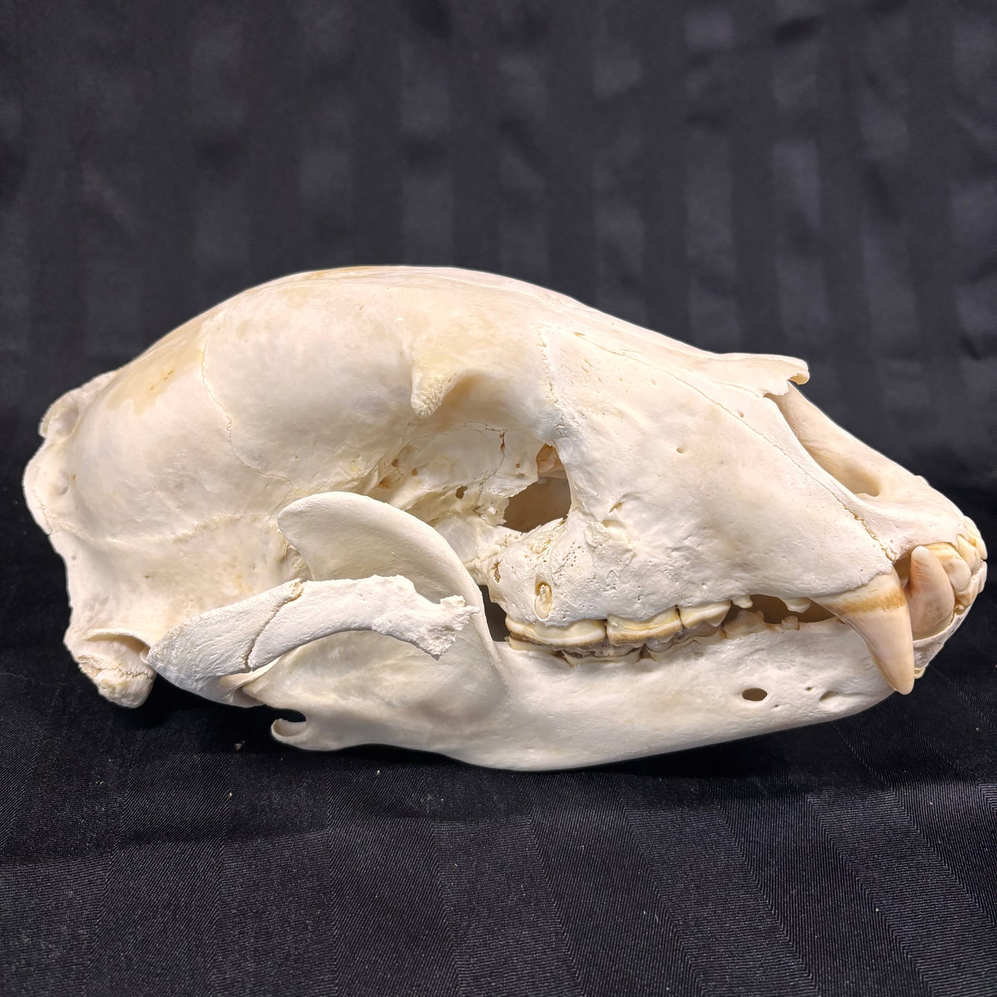 Black Bear Skull - Shot damage